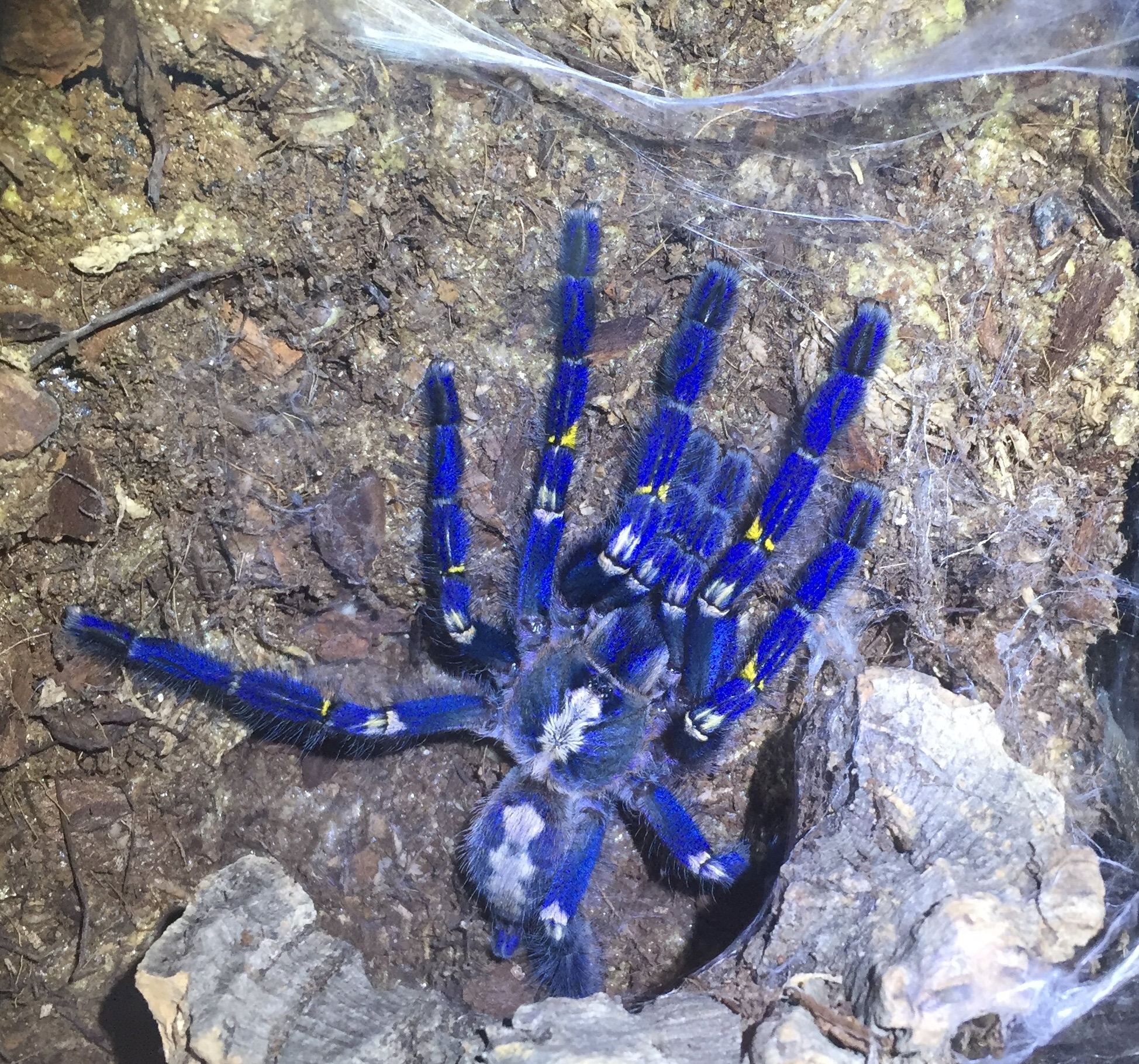 Poecilotheria metallica