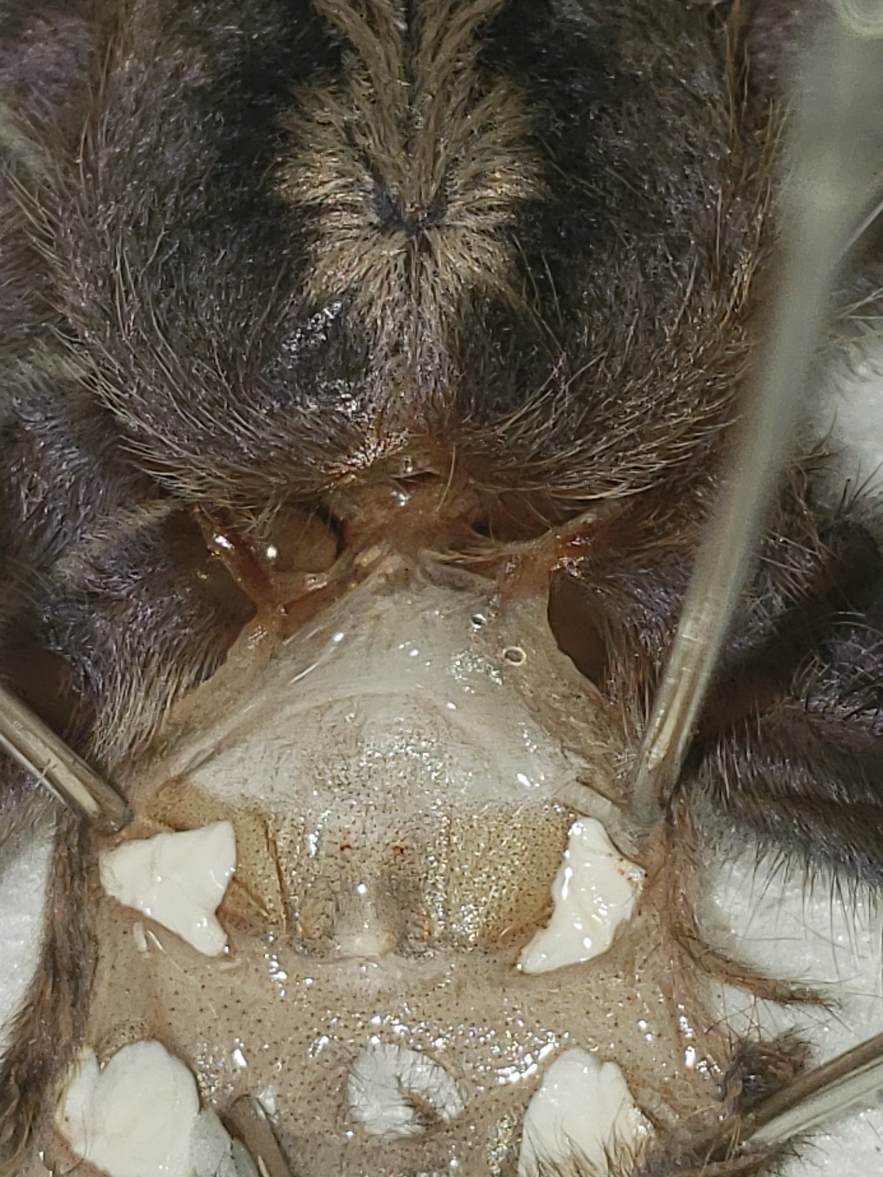 Poecilotheria Metallica