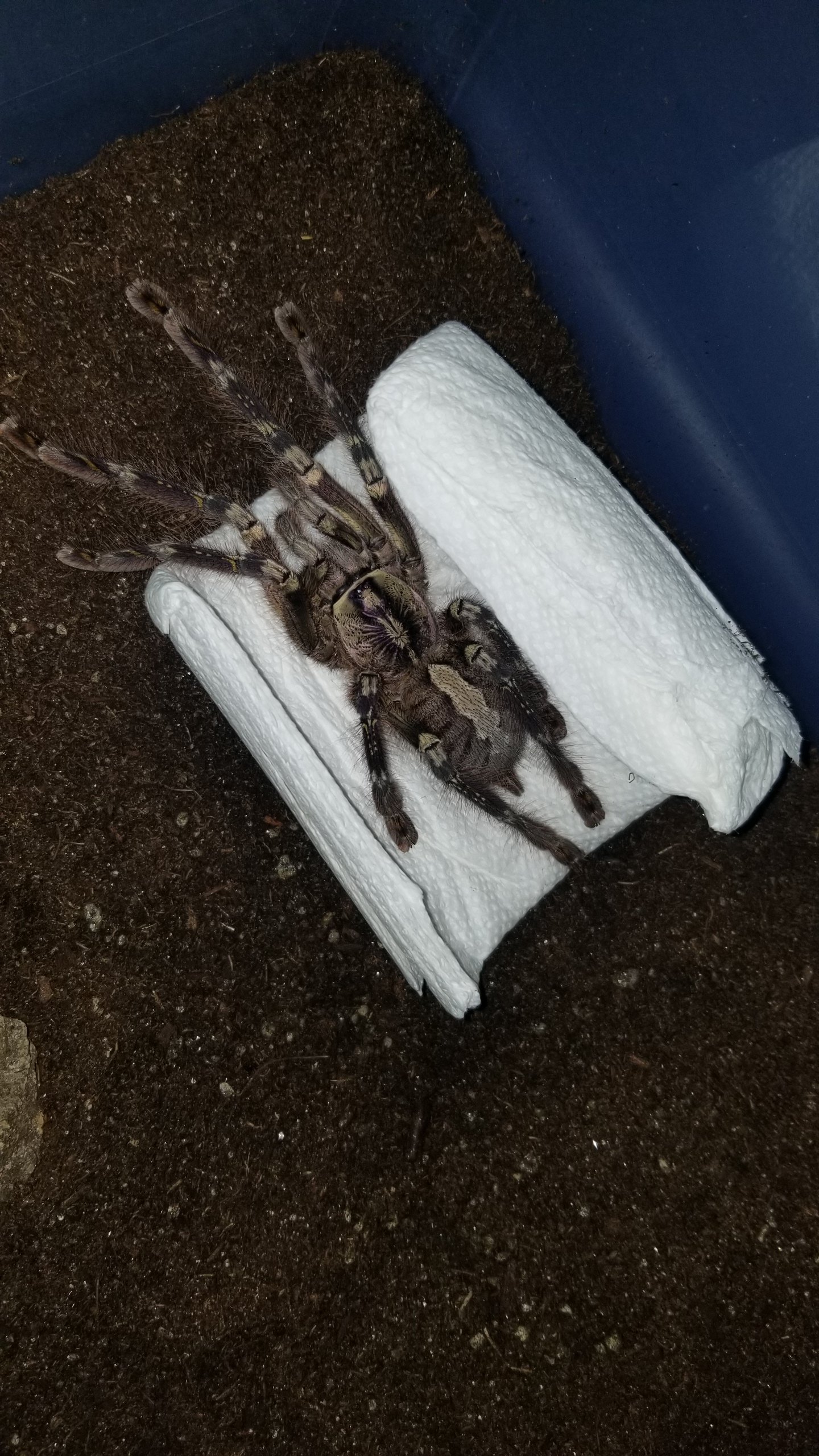 Poecilotheria ornata female