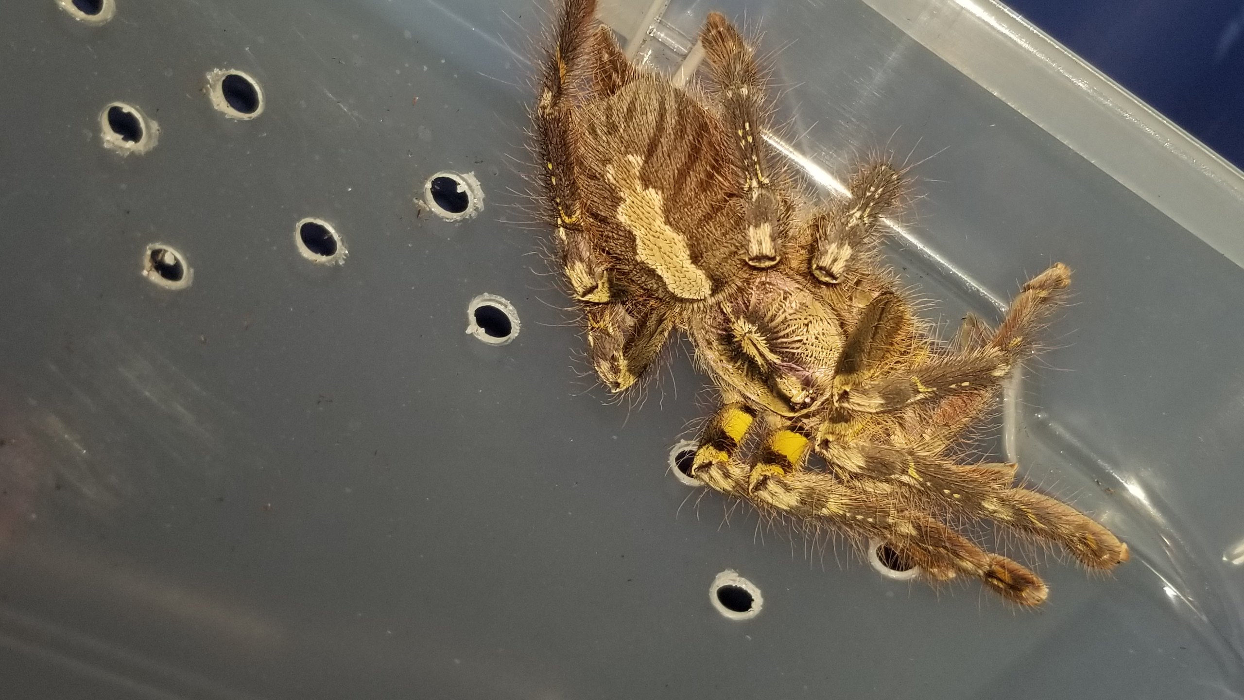 Poecilotheria ornata female