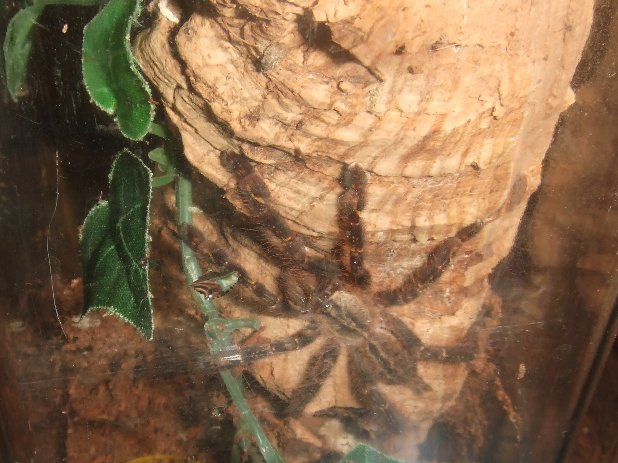 Poecilotheria ornata - Lanka