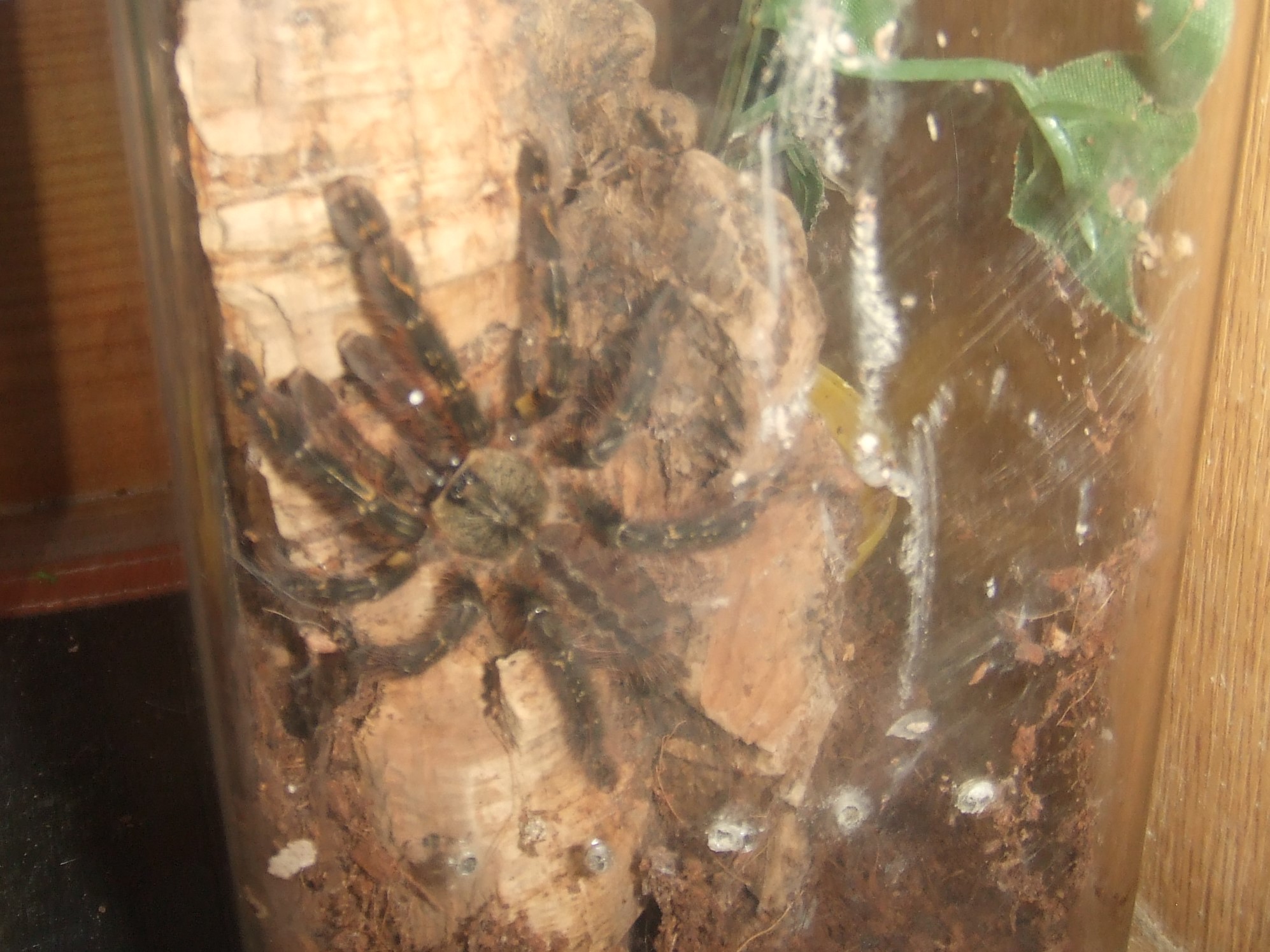 Poecilotheria ornata - Lanka