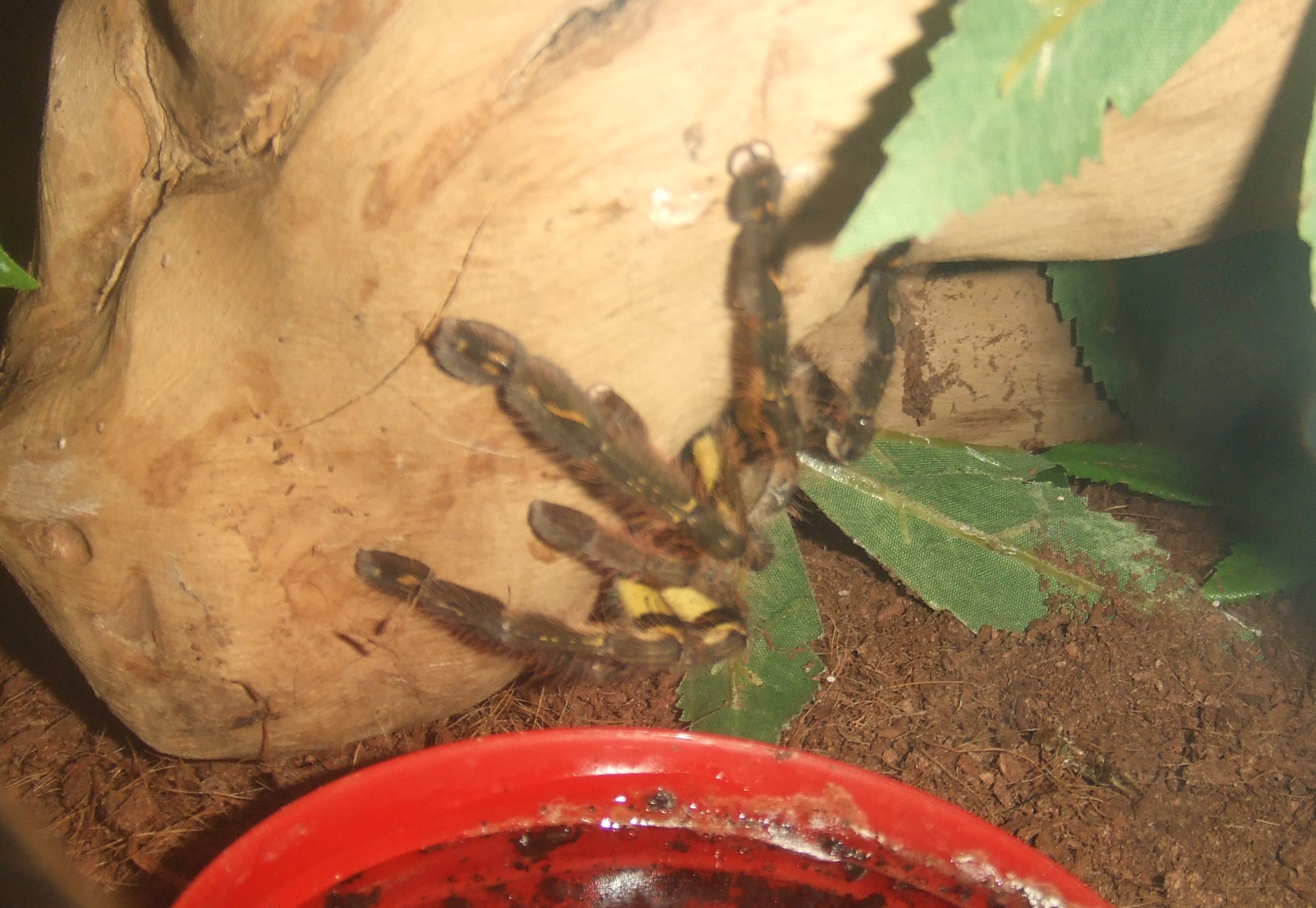 Poecilotheria ornata -Lanka