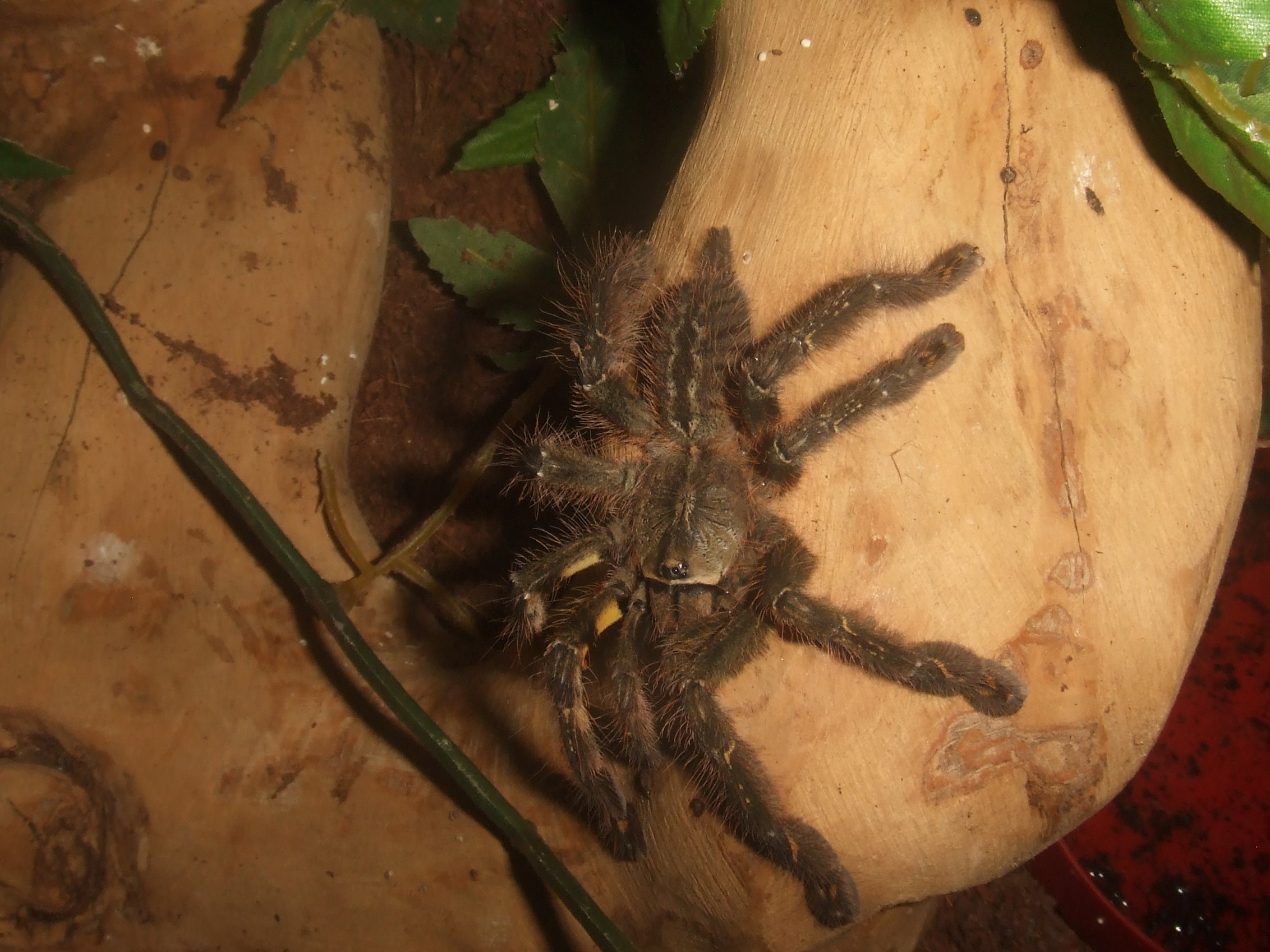 Poecilotheria ornata - Lanka