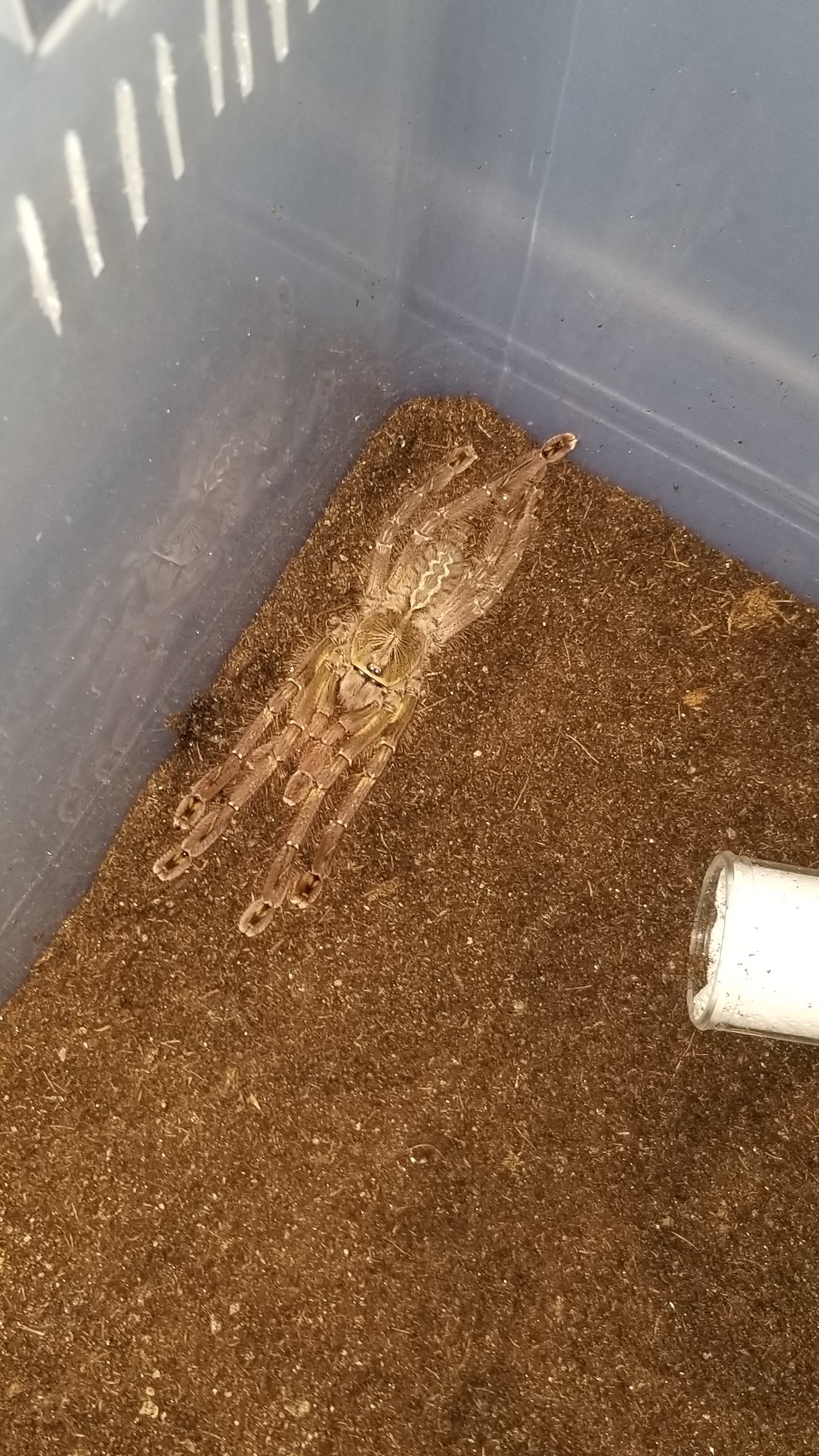 Poecilotheria ornata male