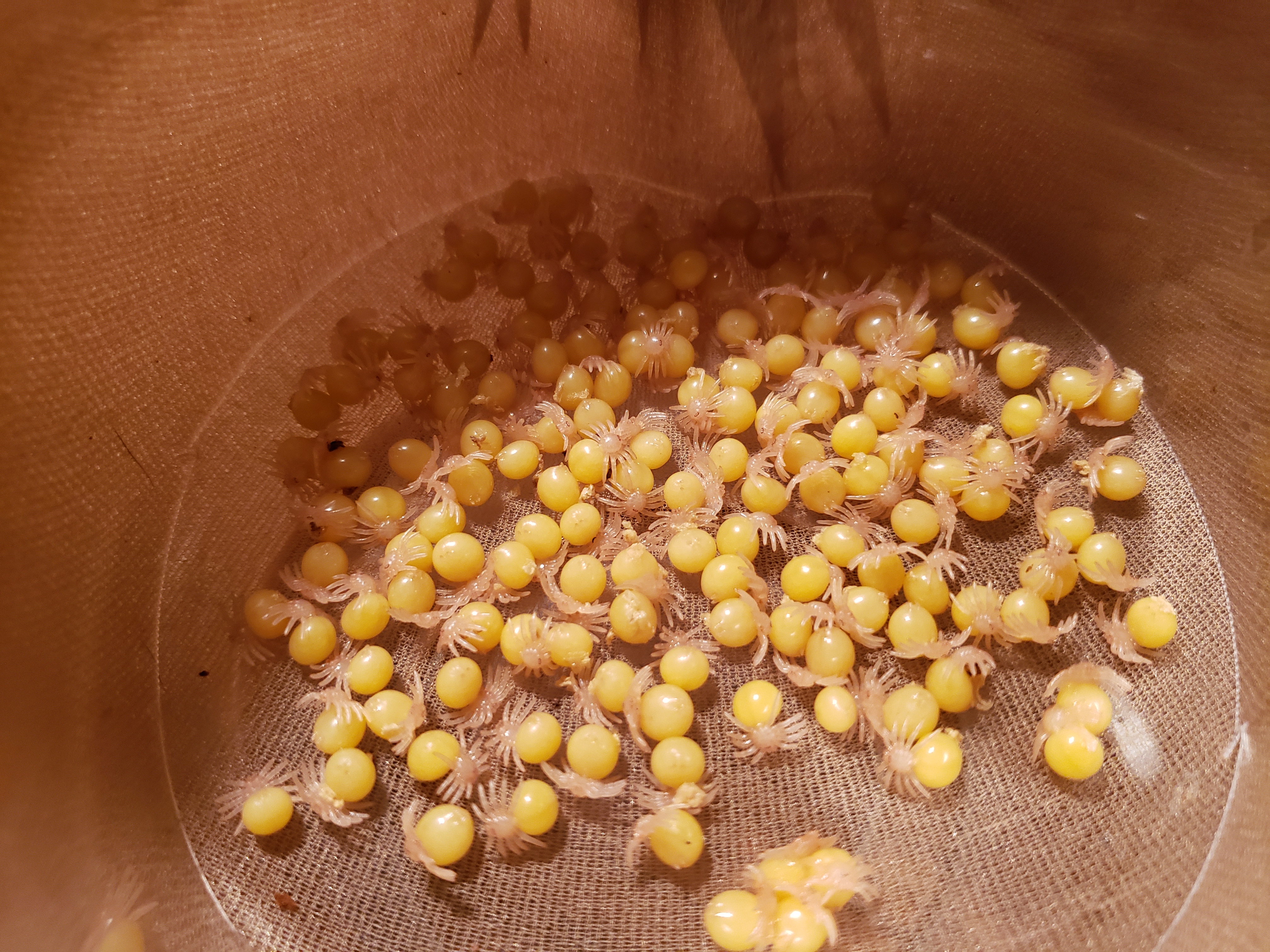 Poecilotheria ornata