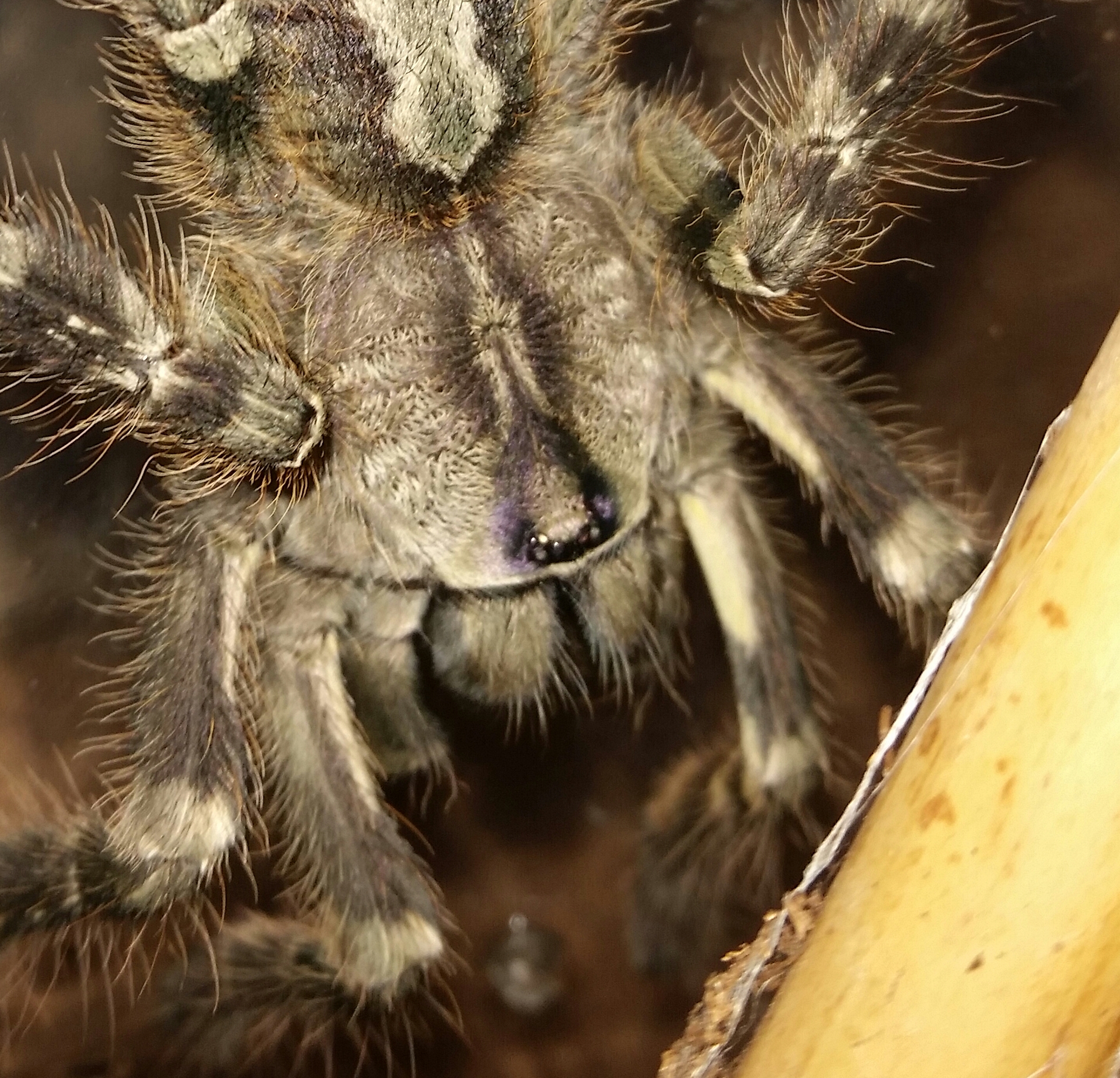 Poecilotheria regalis