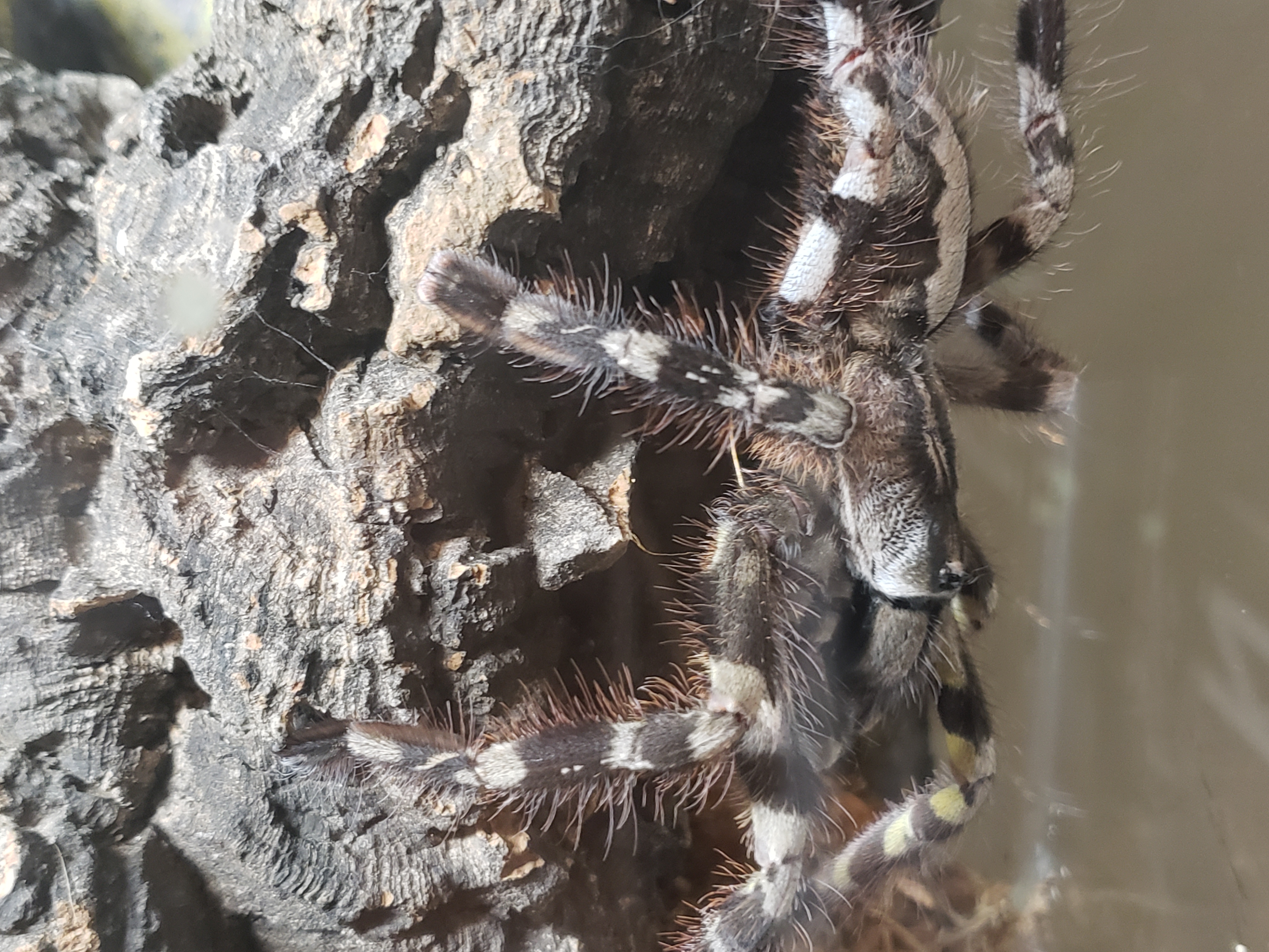 Poecilotheria regalis