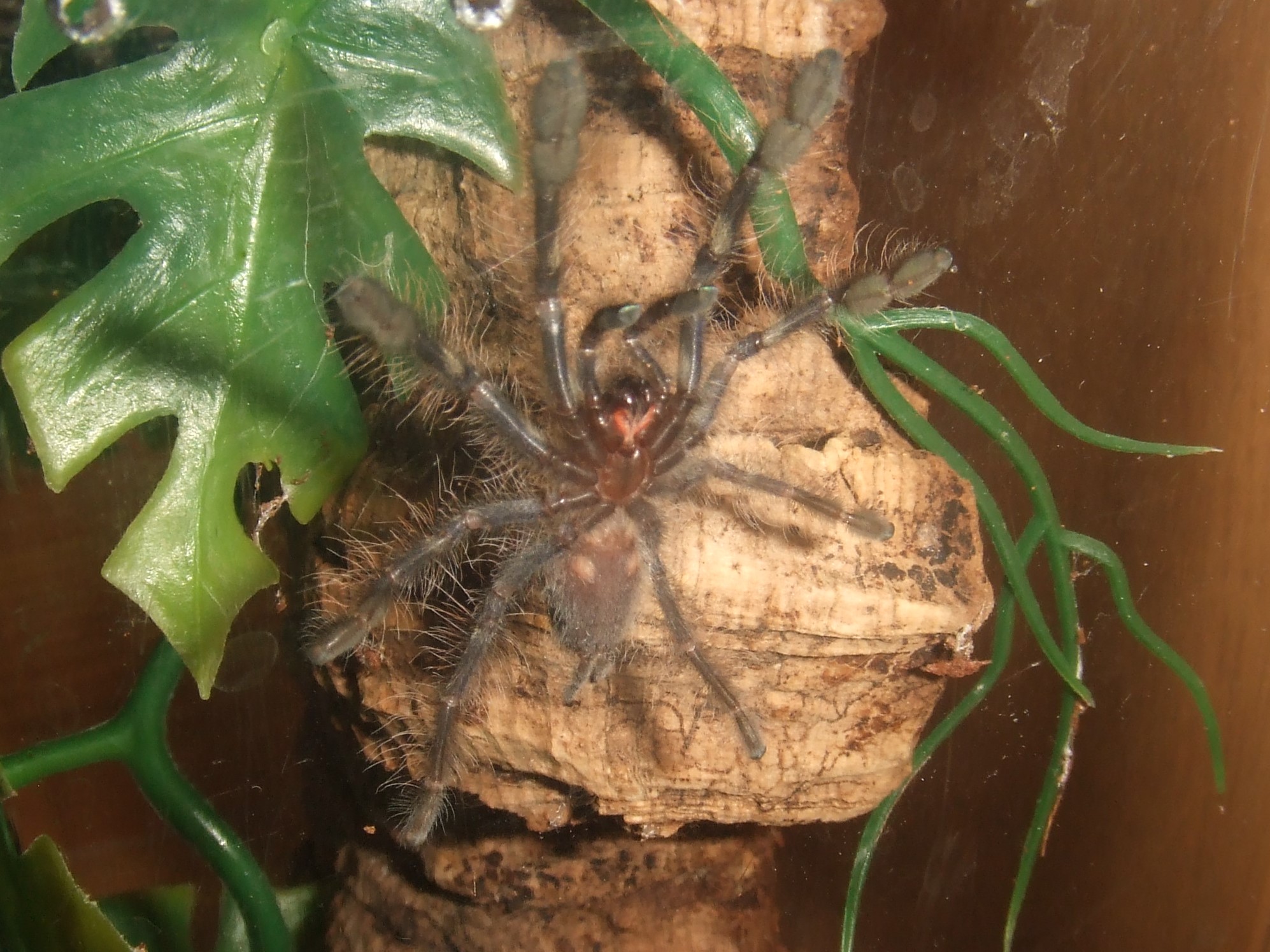 Poecilotheria rufilata - Neyyar