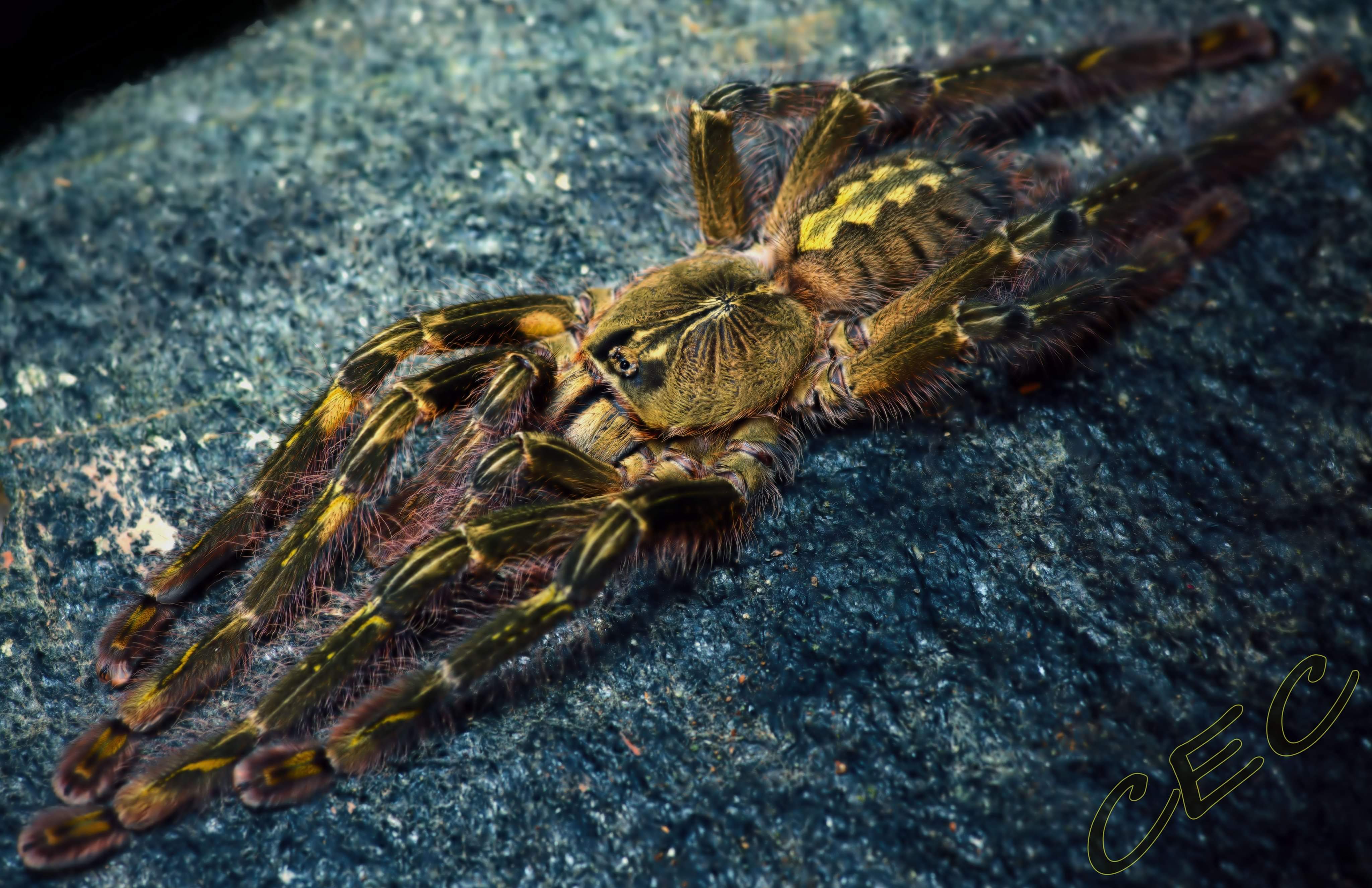 Poecilotheria rufilata