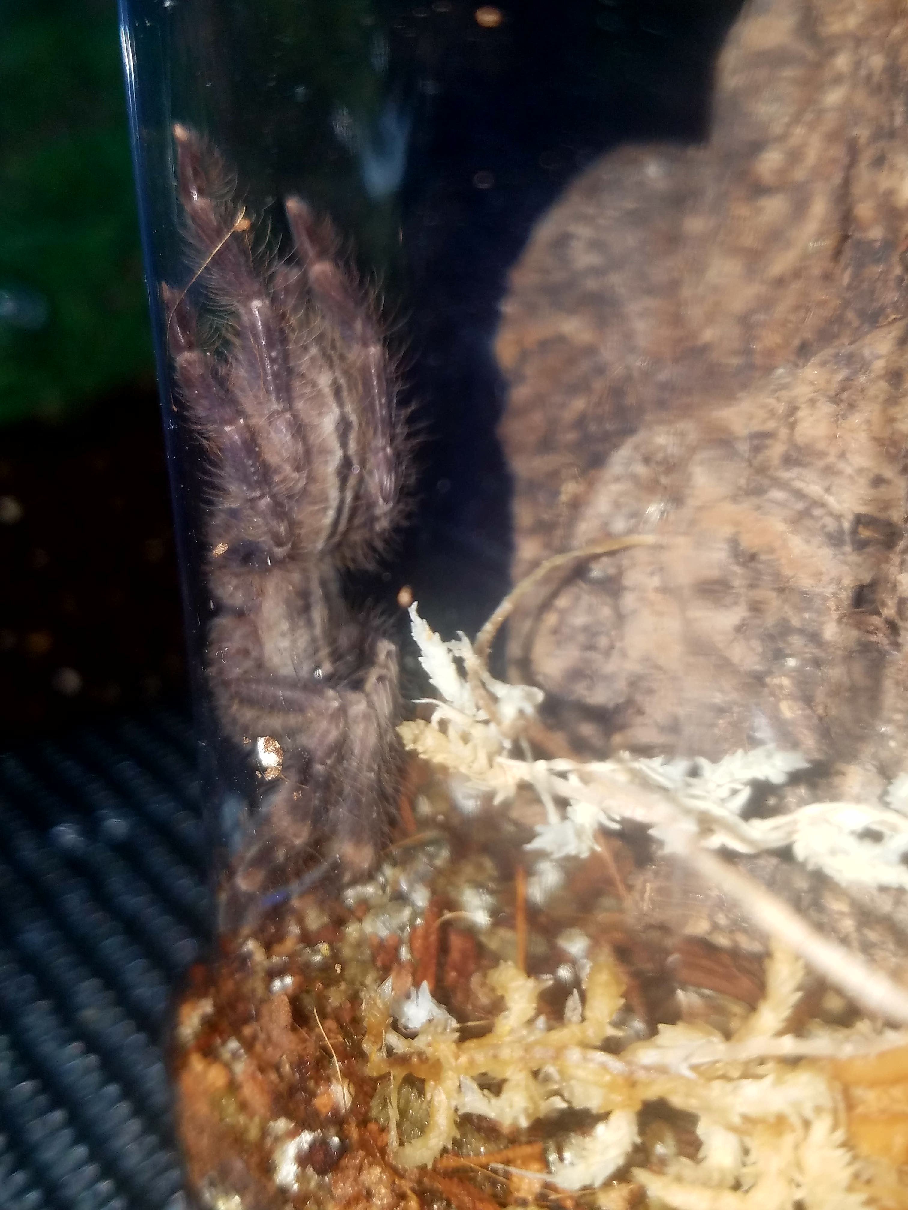 Poecilotheria smithi