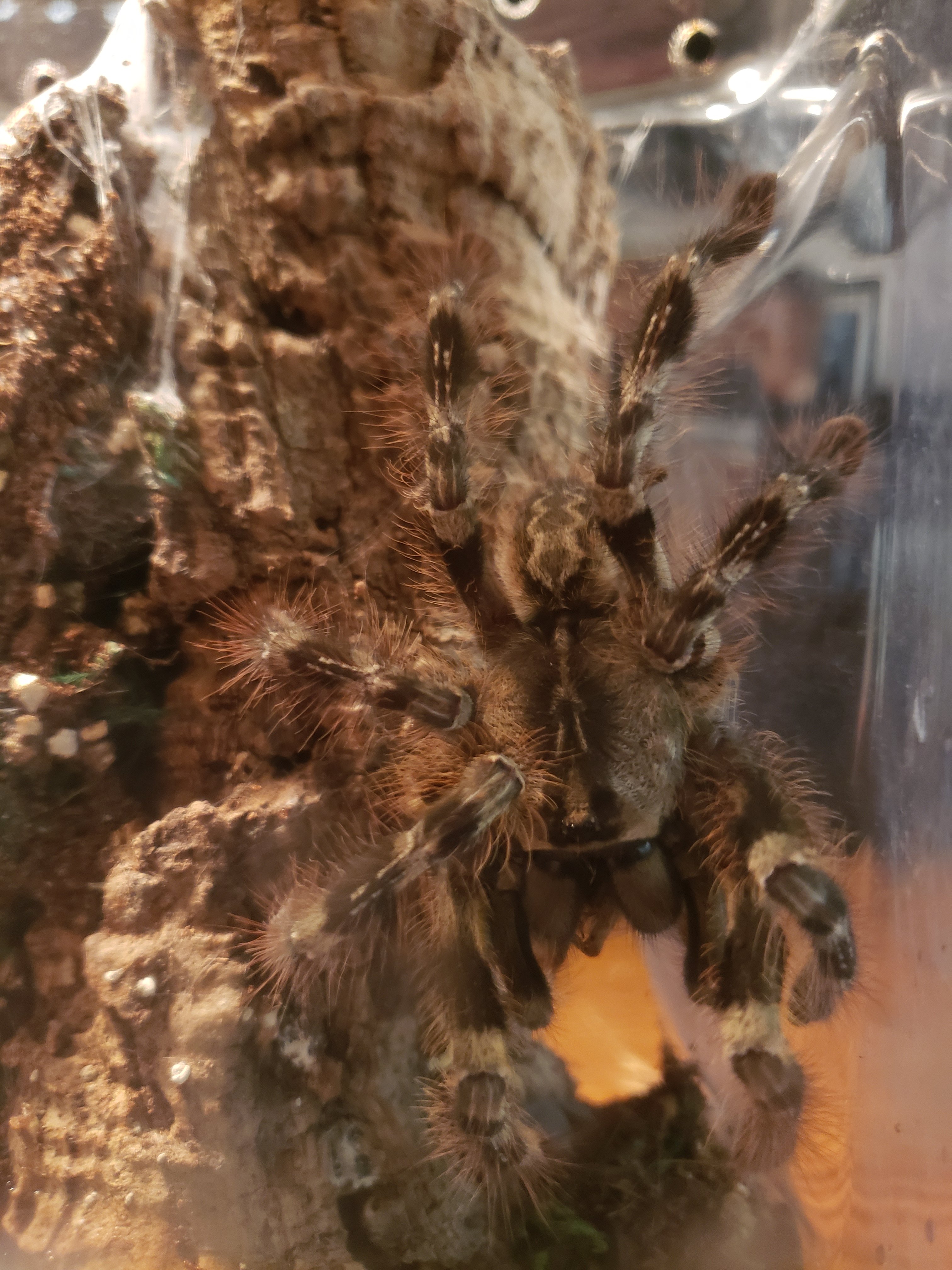Poecilotheria striata
