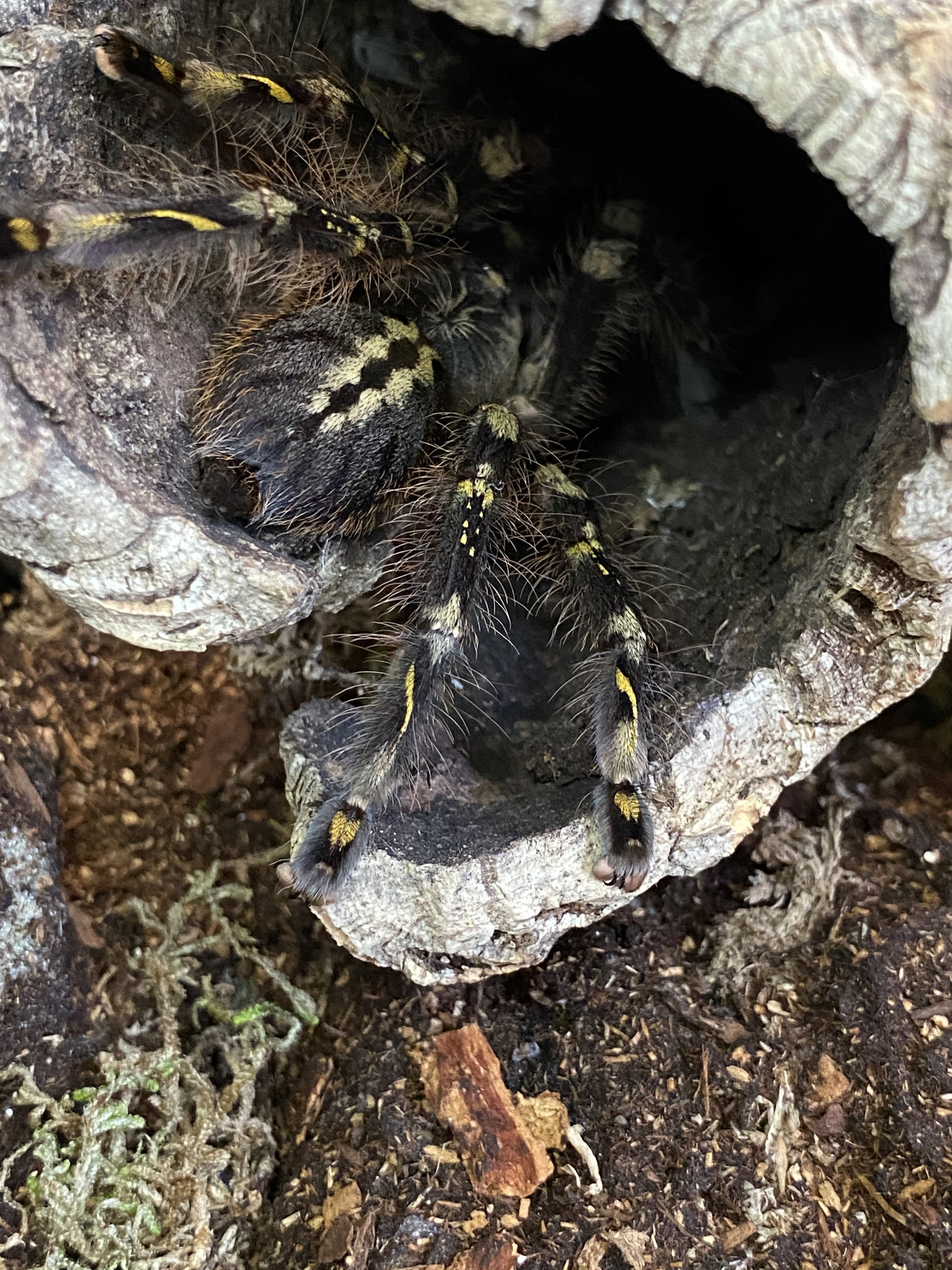 Poecilotheria Subfusca “Highland”
