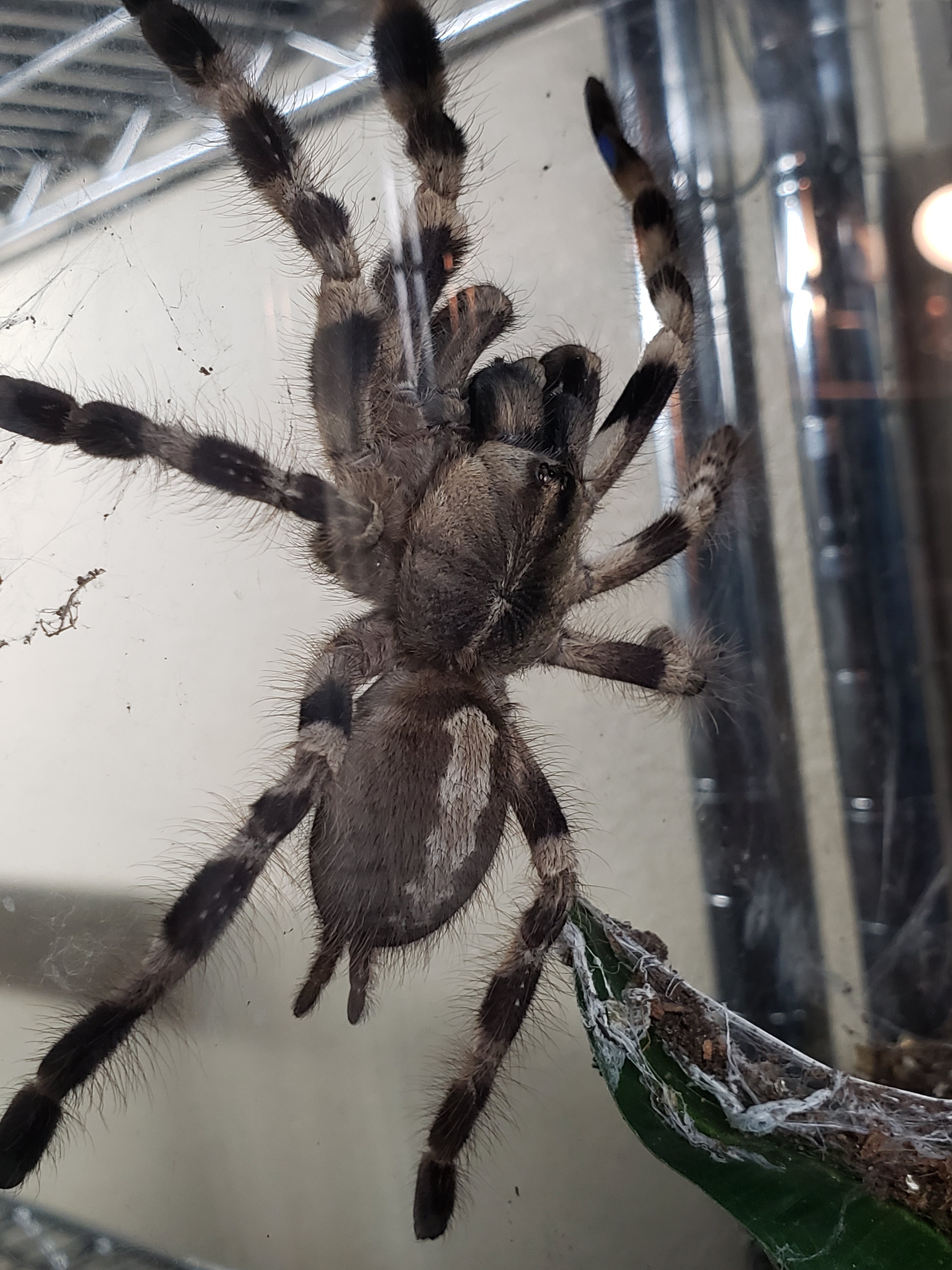 Poecilotheria tigrinawesseli