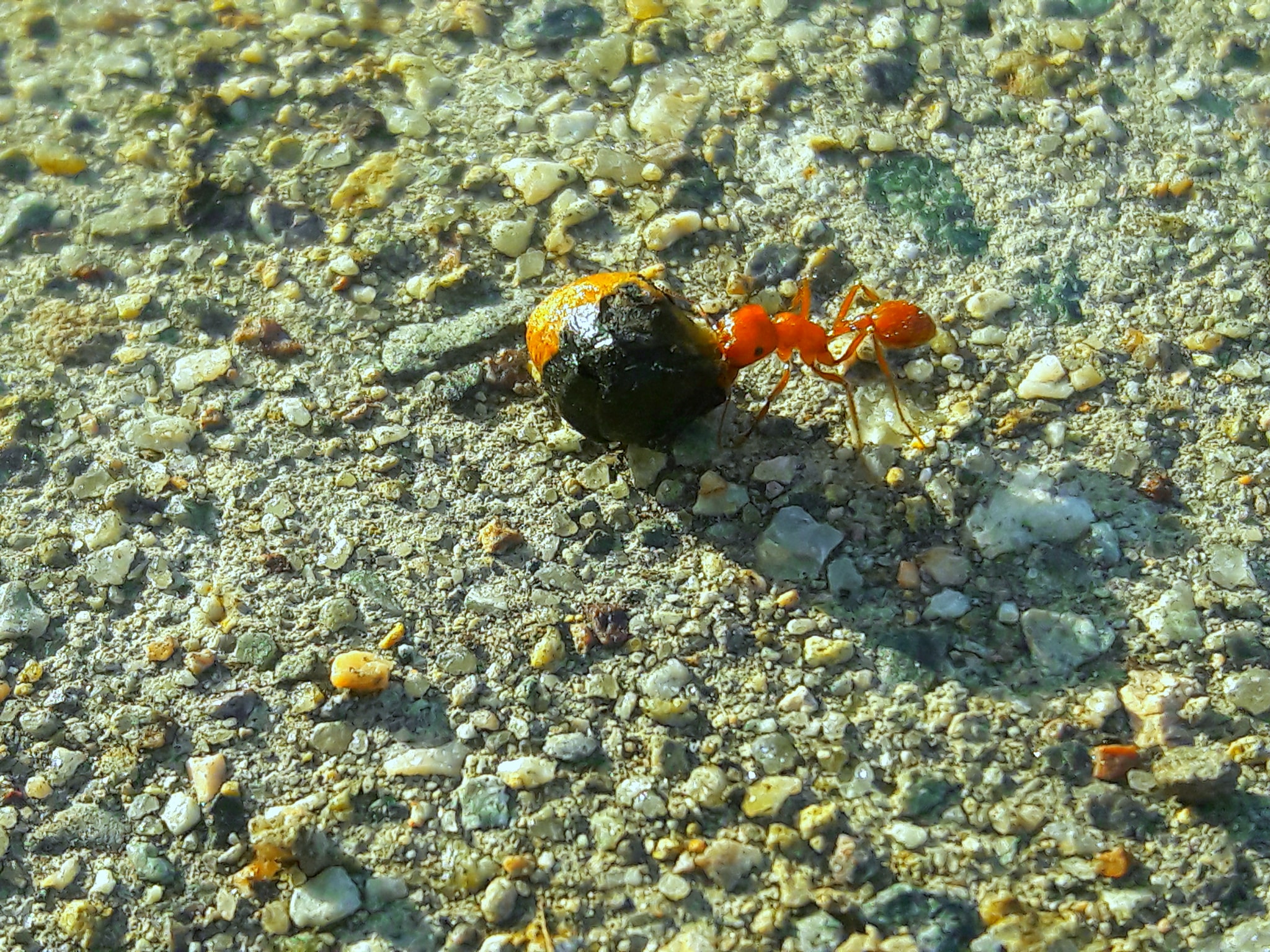 Pogonomyrmex californicus- california harvester ant