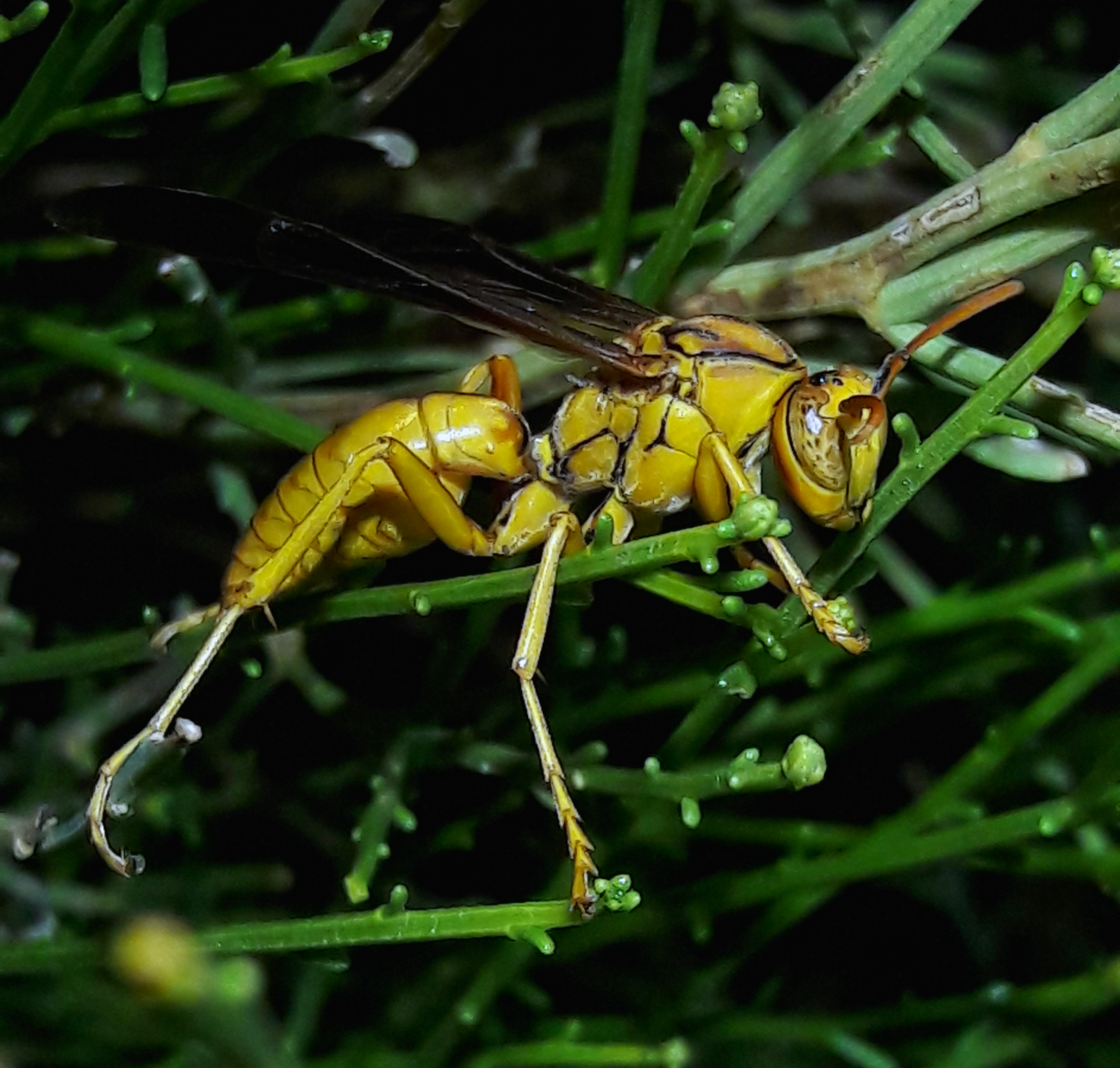 Polistes flavus- Yellow paper wasp