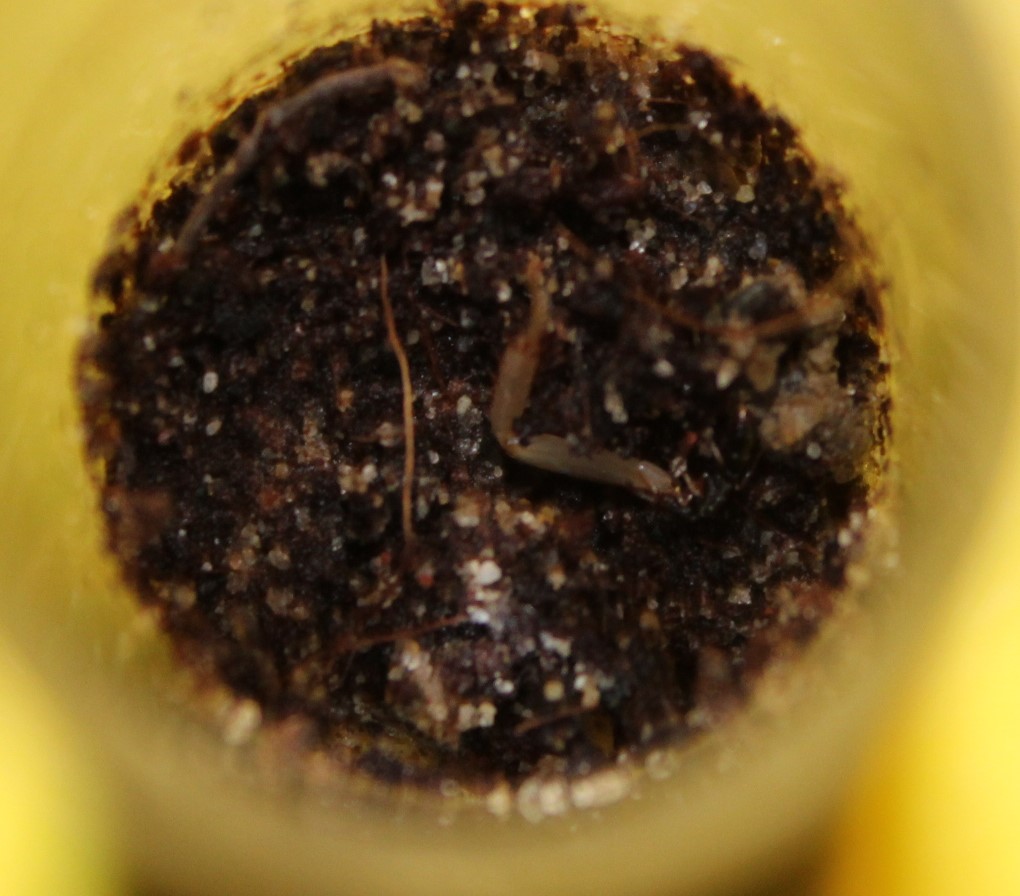 Ponera pennsylvanica queen feeding on dubia leg.