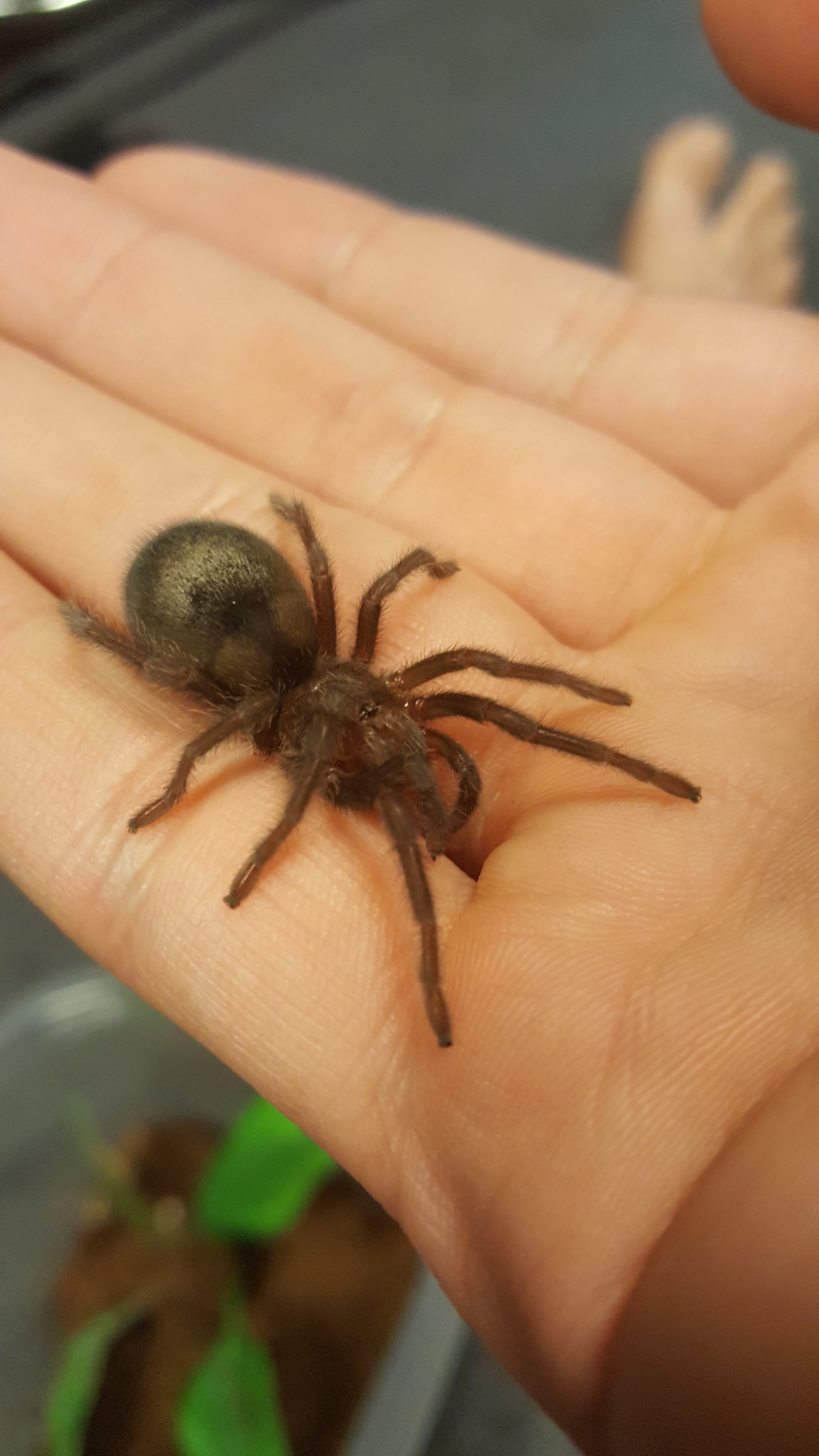 Praelia, In The Open