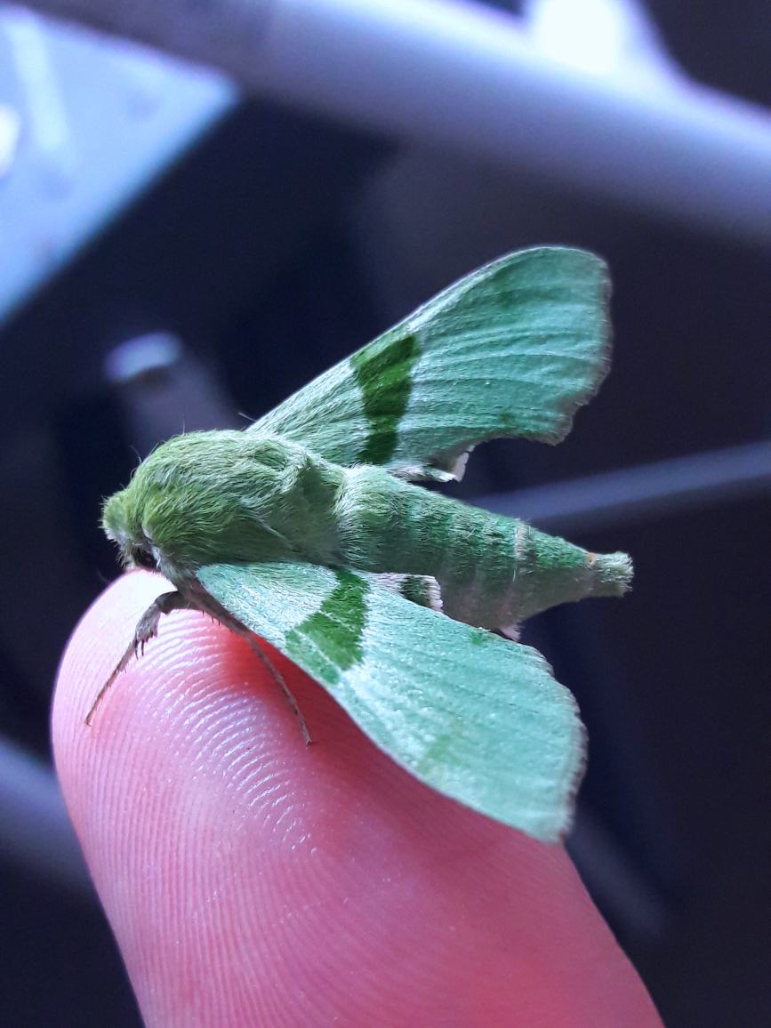 Proserpinus terlooii- Terloo Sphinx (male)