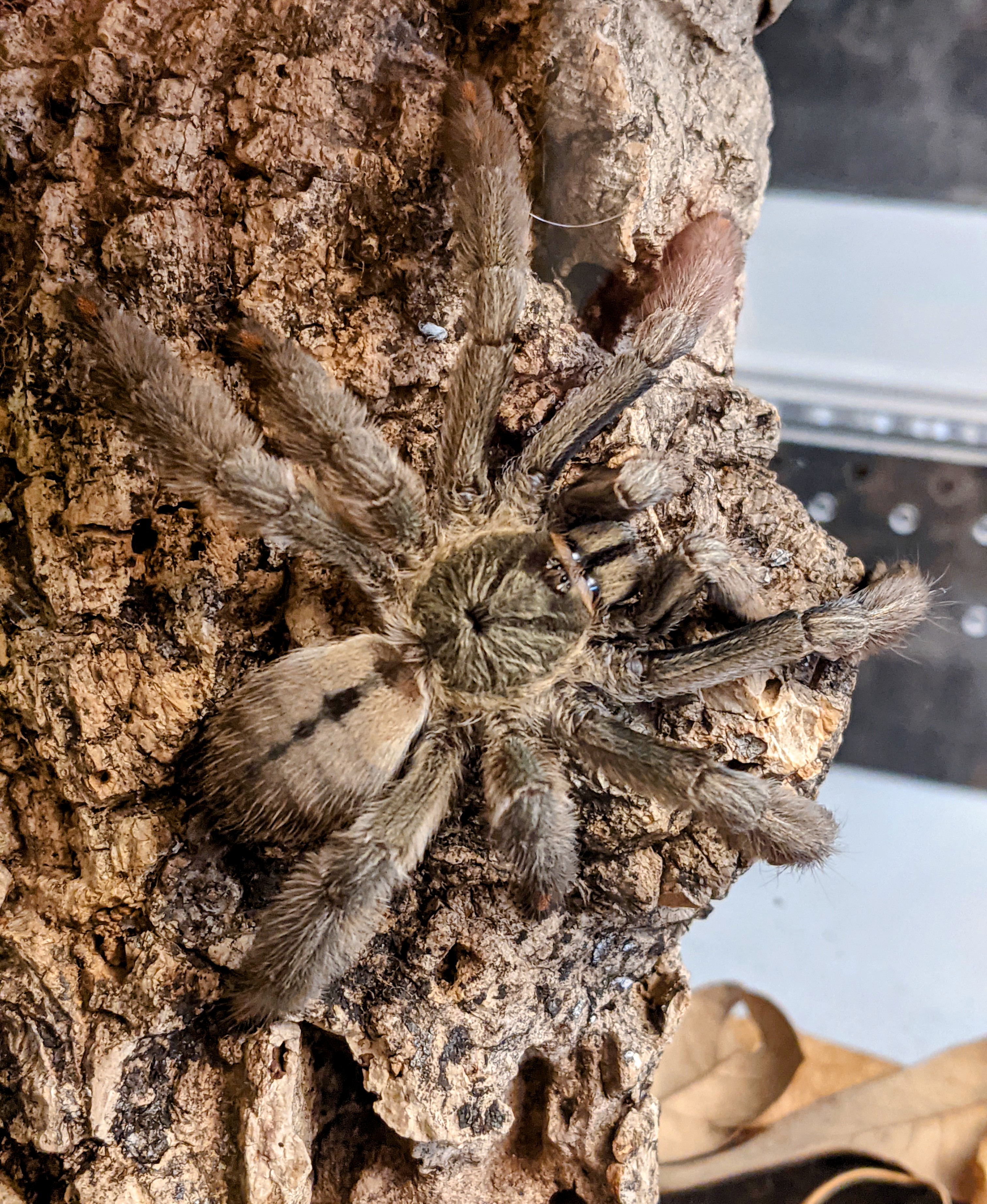 Psalmopeus cambridgei female