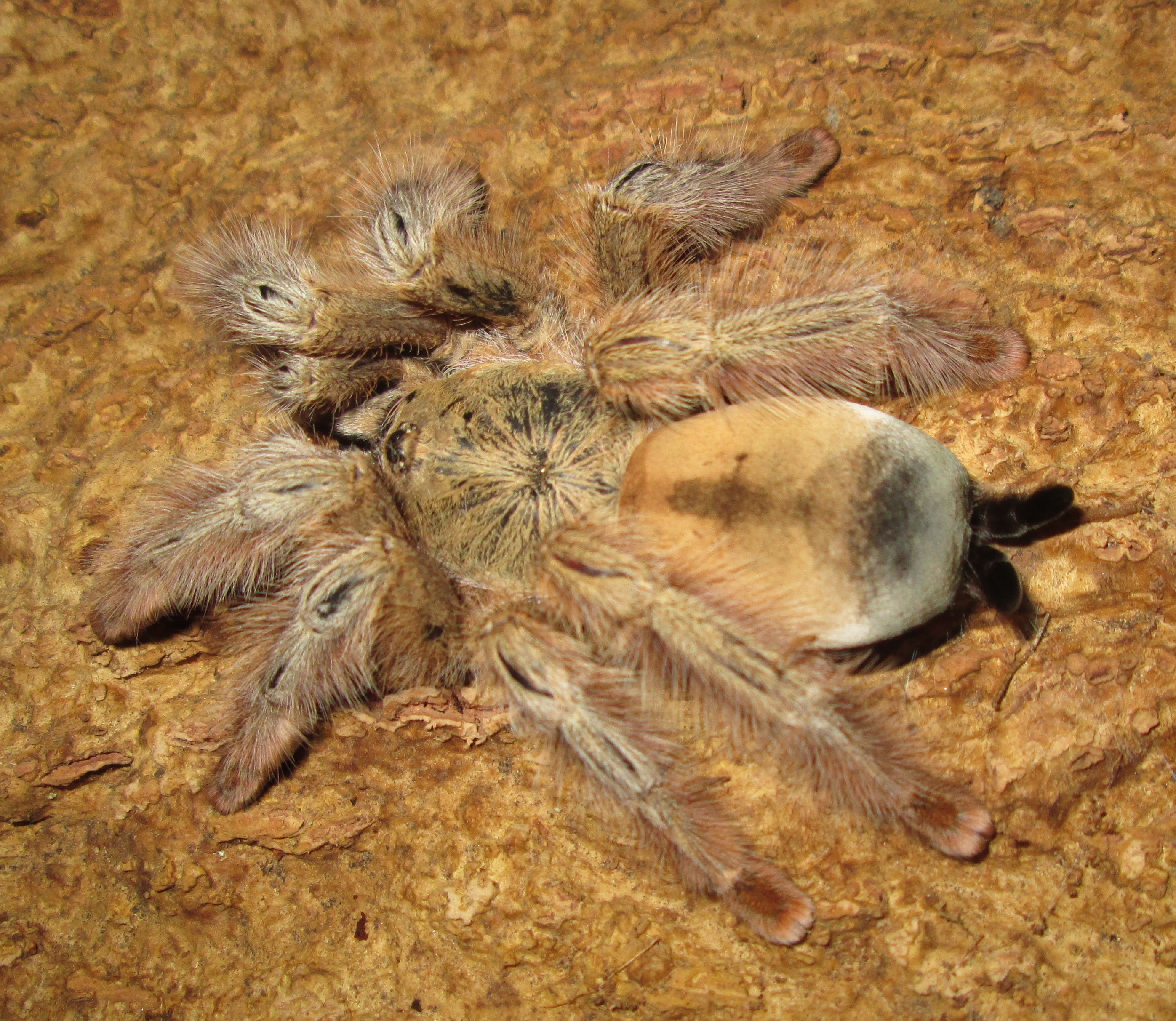 Psalmopeus Pulcher - Panama Blonde.