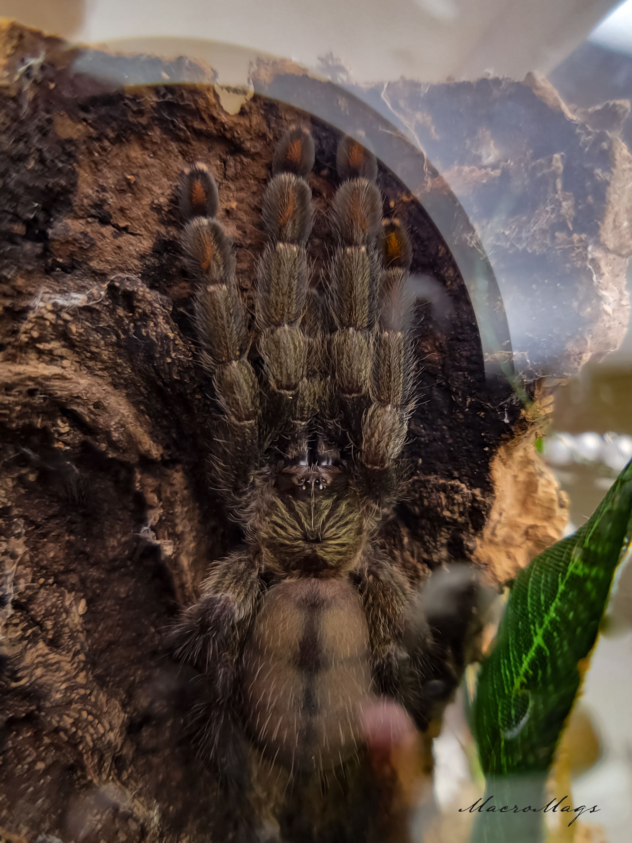 Psalmopoeus cambridgei.jpg