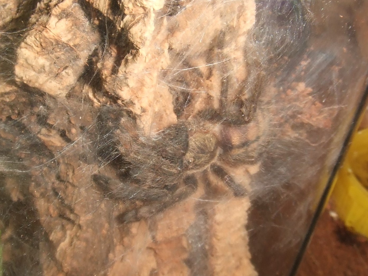 Psalmopoeus cambridgei - Kairi