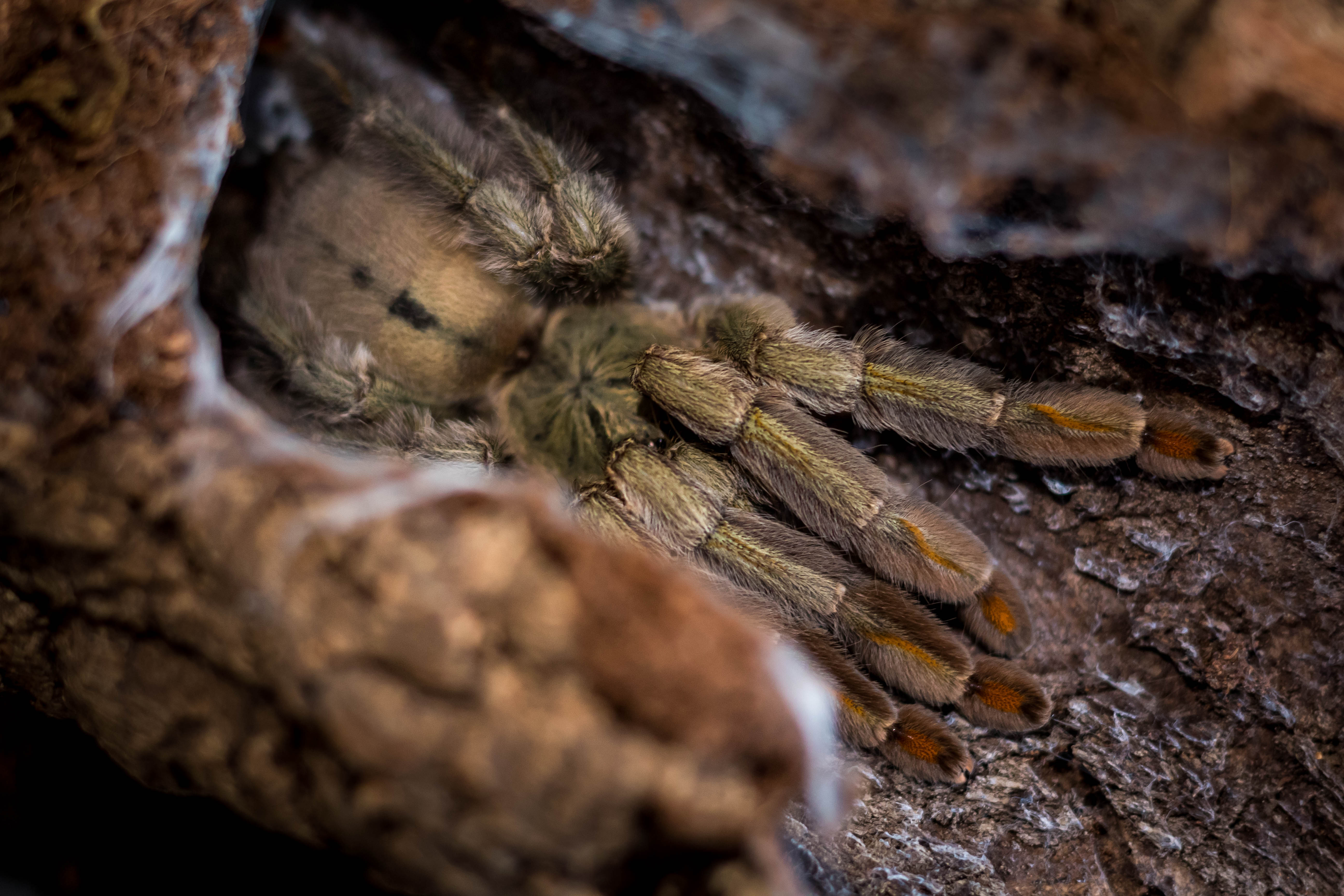 Psalmopoeus cambridgei "Maya"