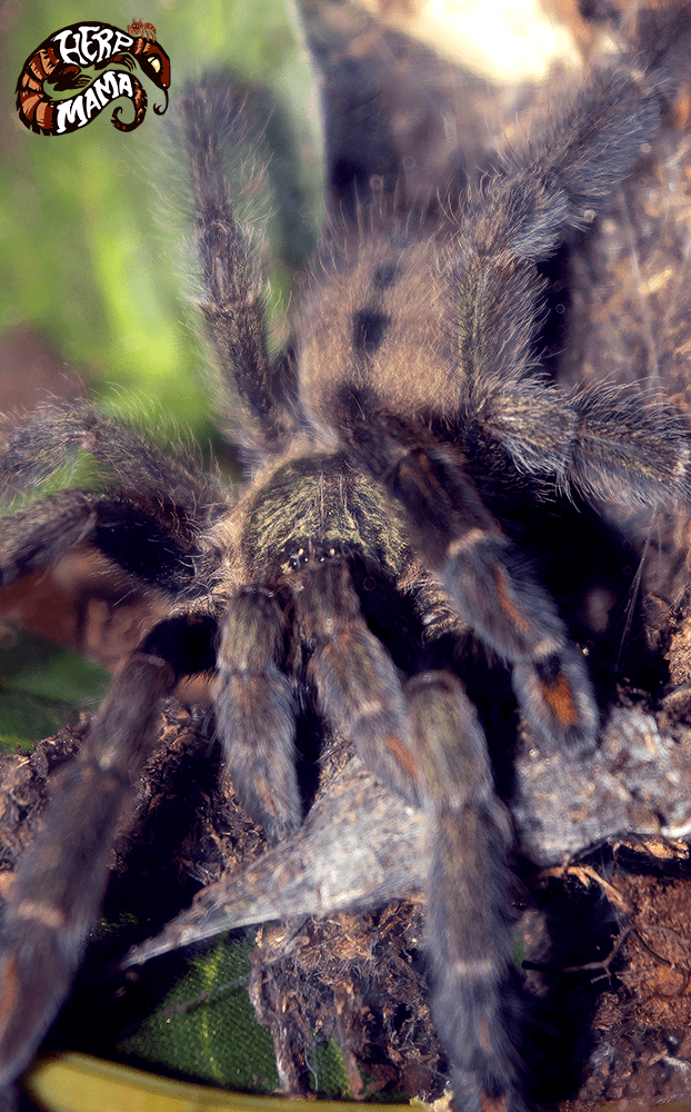 Psalmopoeus cambridgei