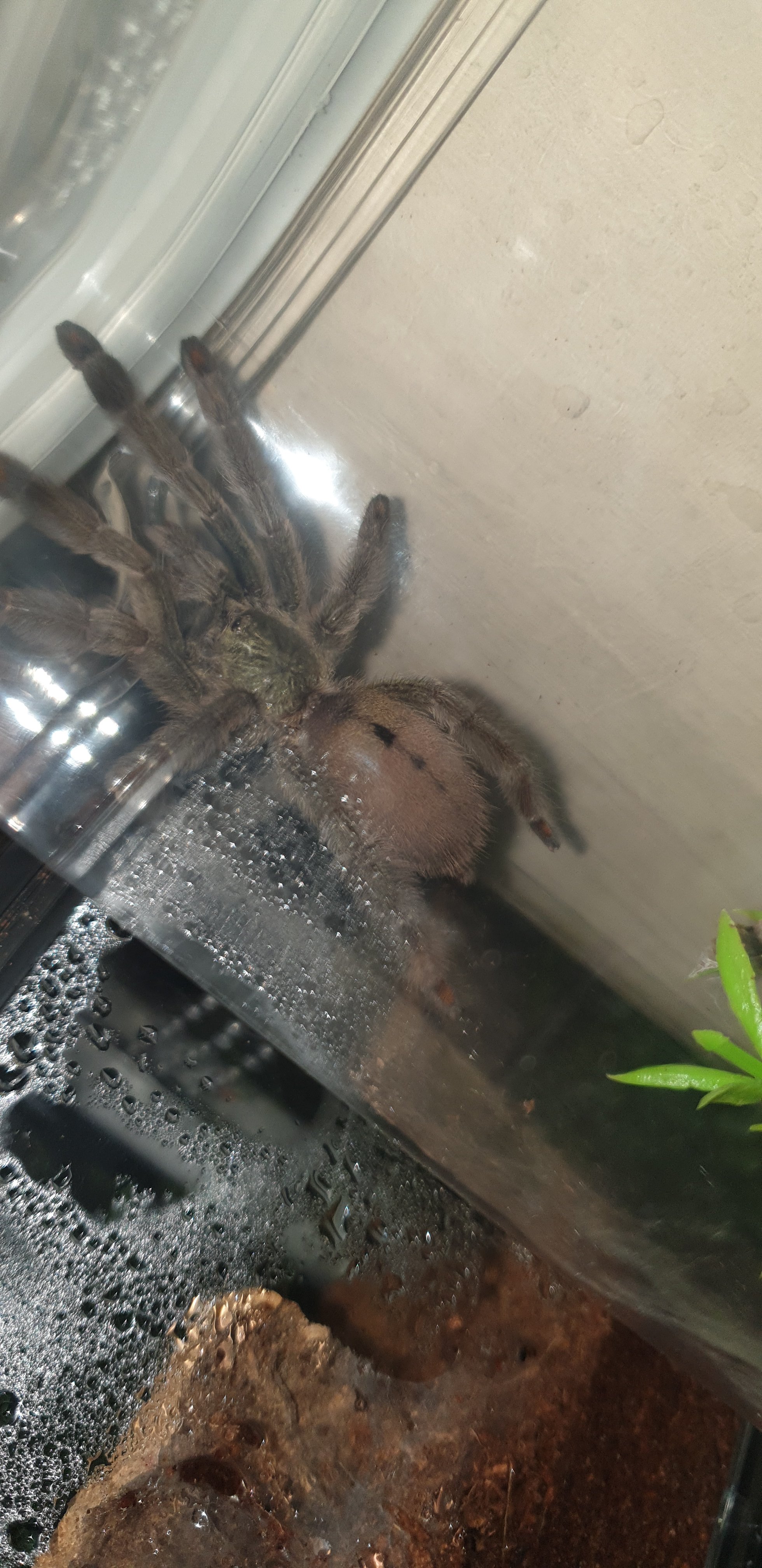 Psalmopoeus Cambridgei