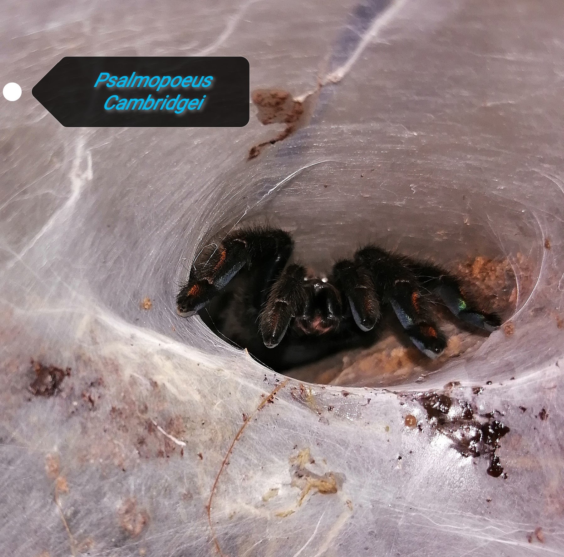 Psalmopoeus Cambridgei