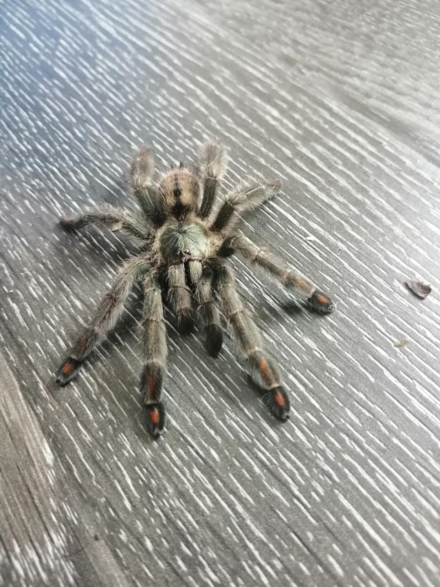 Psalmopoeus Cambridgei