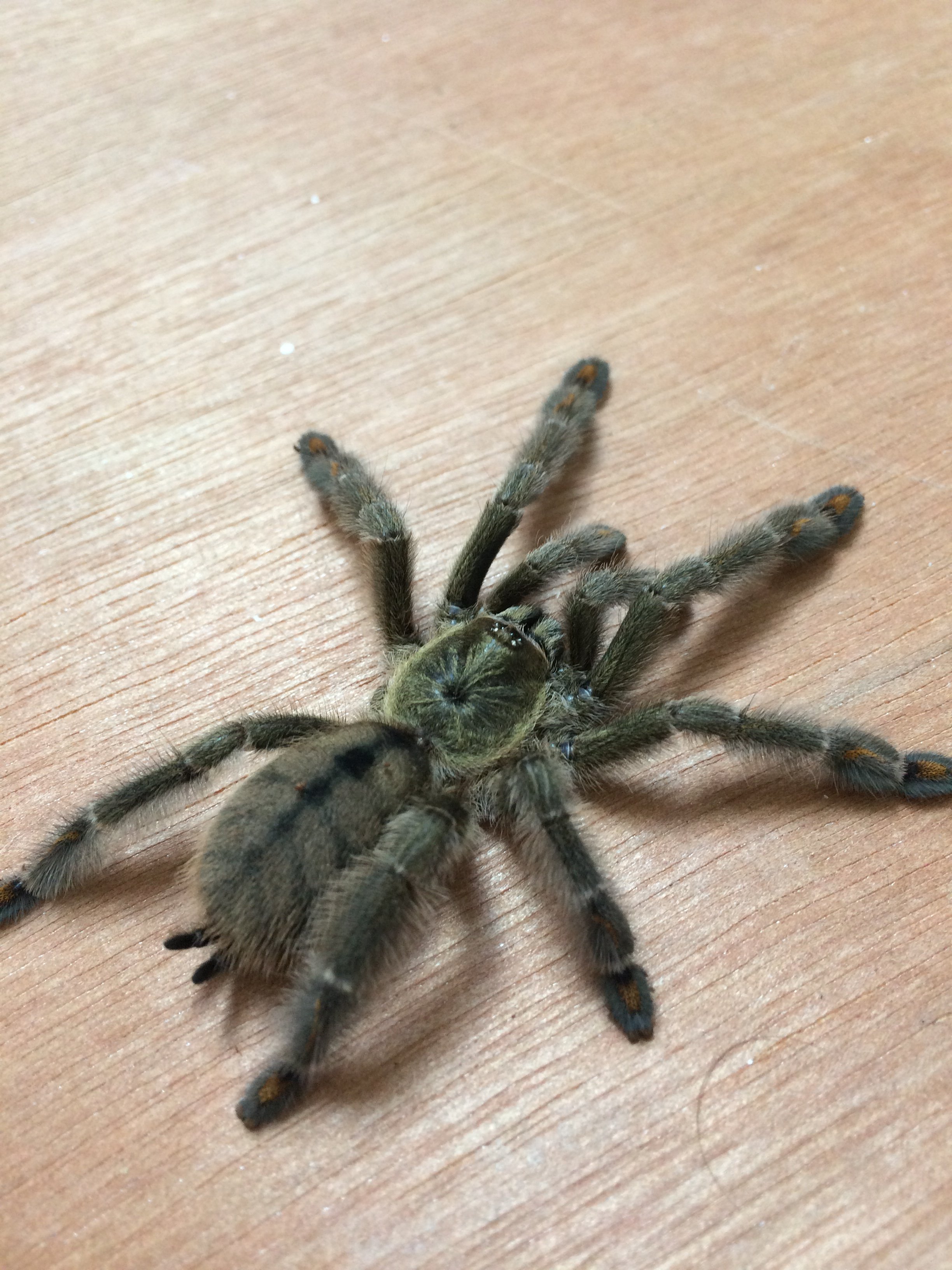 Psalmopoeus Cambridgei