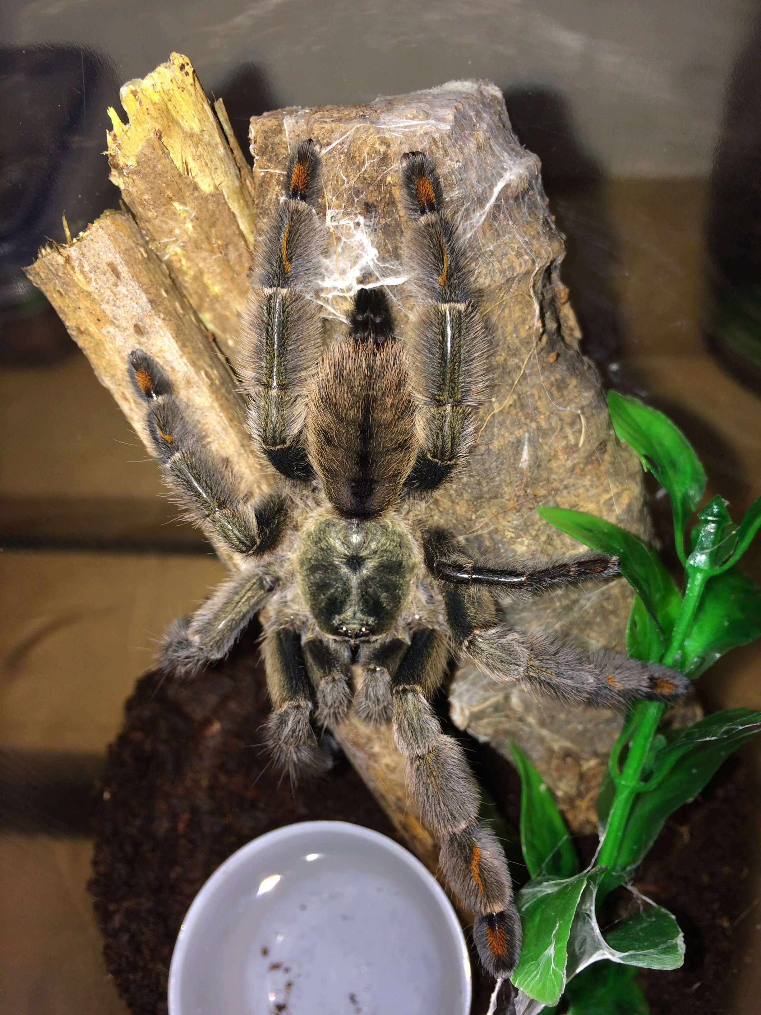 Psalmopoeus Cambridgei