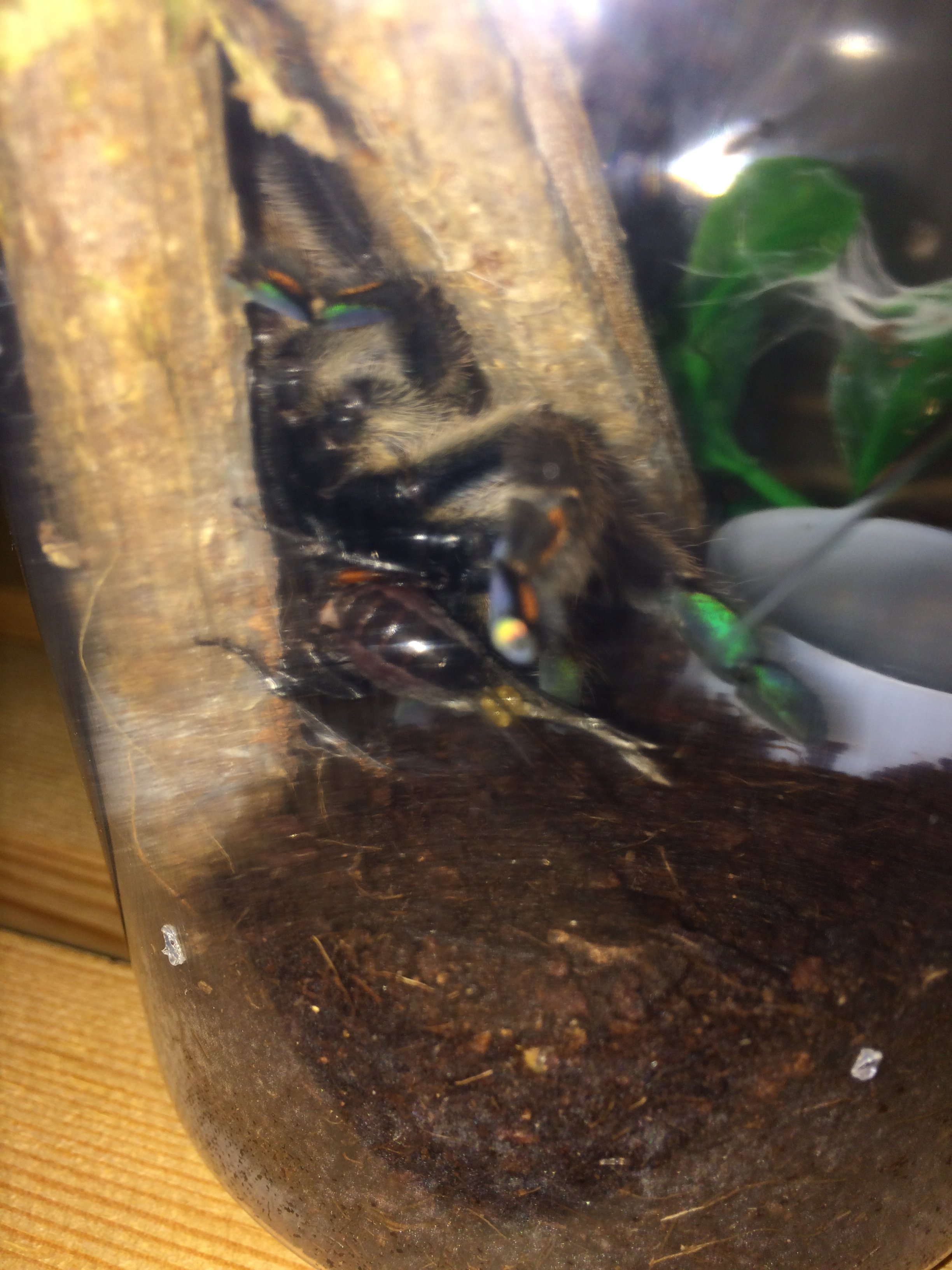 Psalmopoeus Cambridgei