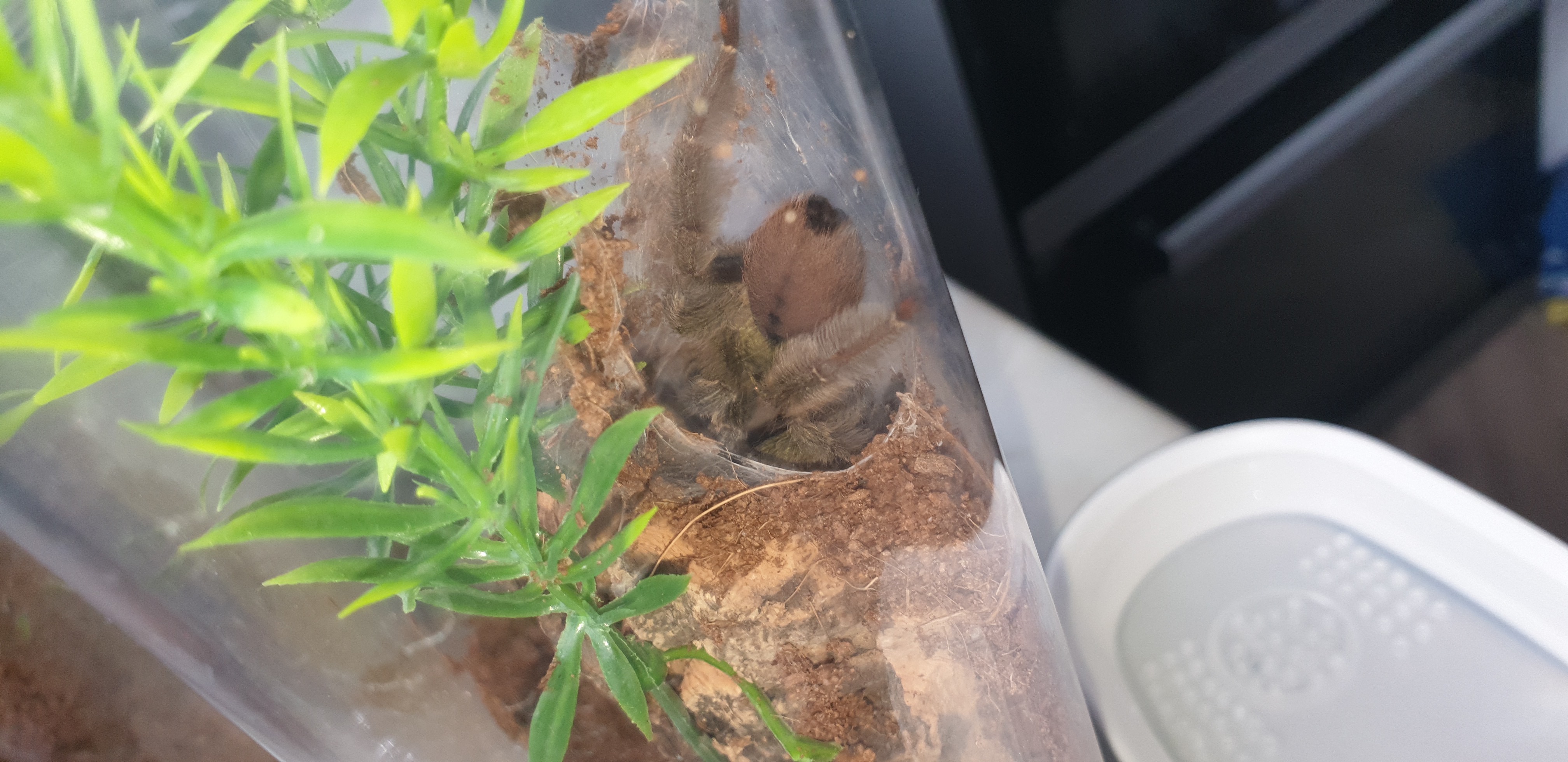 Psalmopoeus Cambridgei's butt