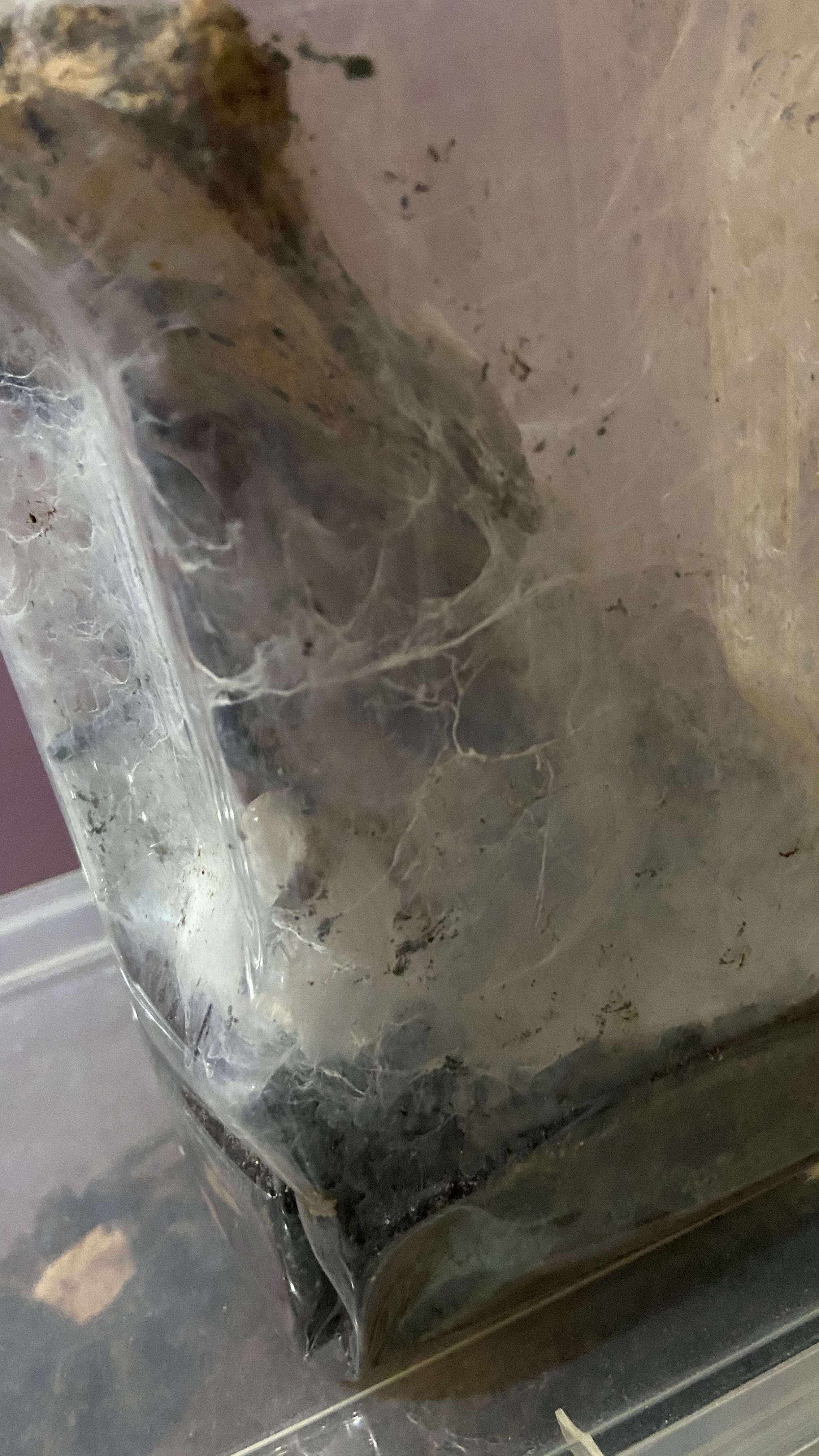 Psalmopoeus emeraldus  sac