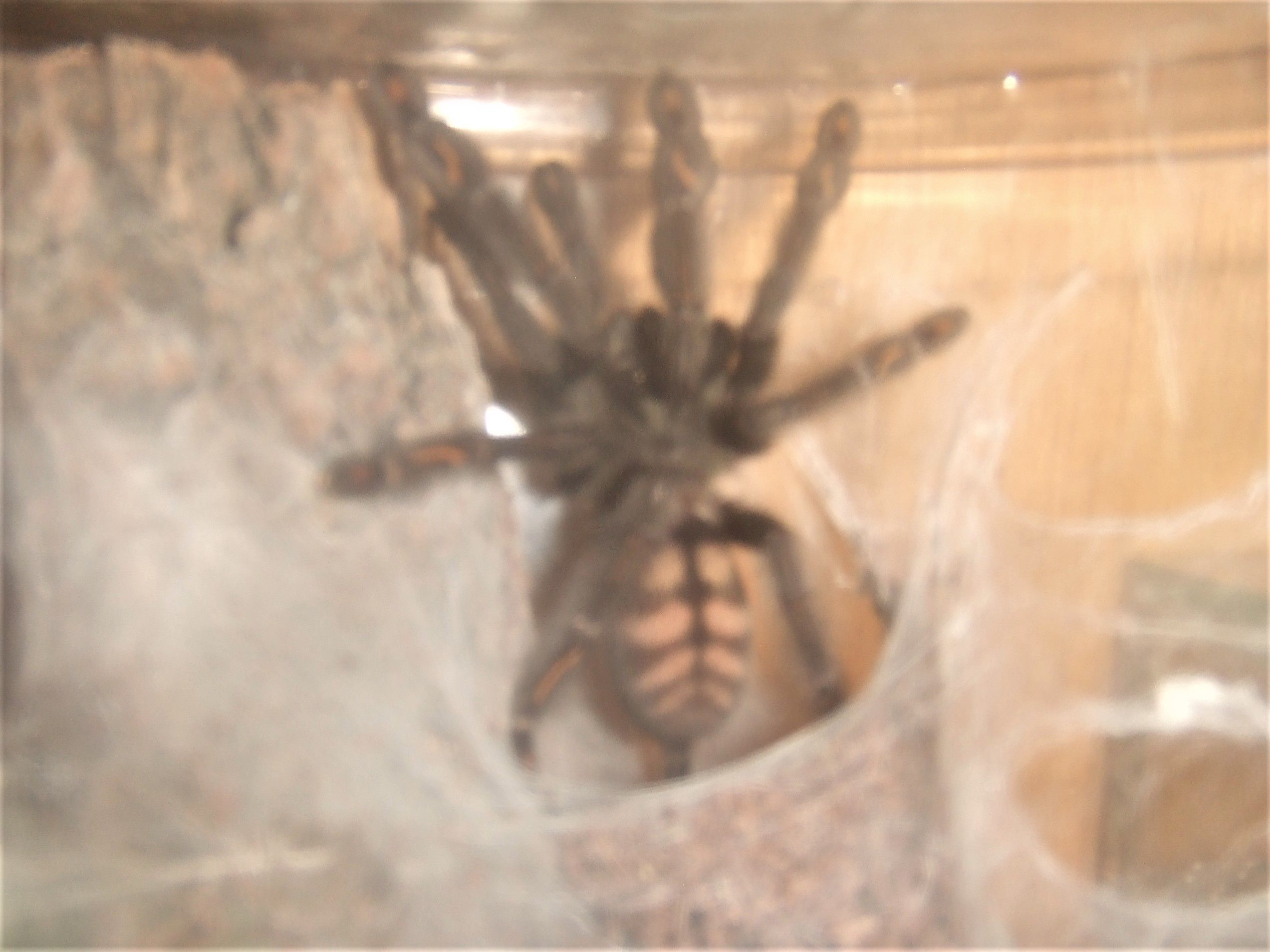 Psalmopoeus irminia - Caroni