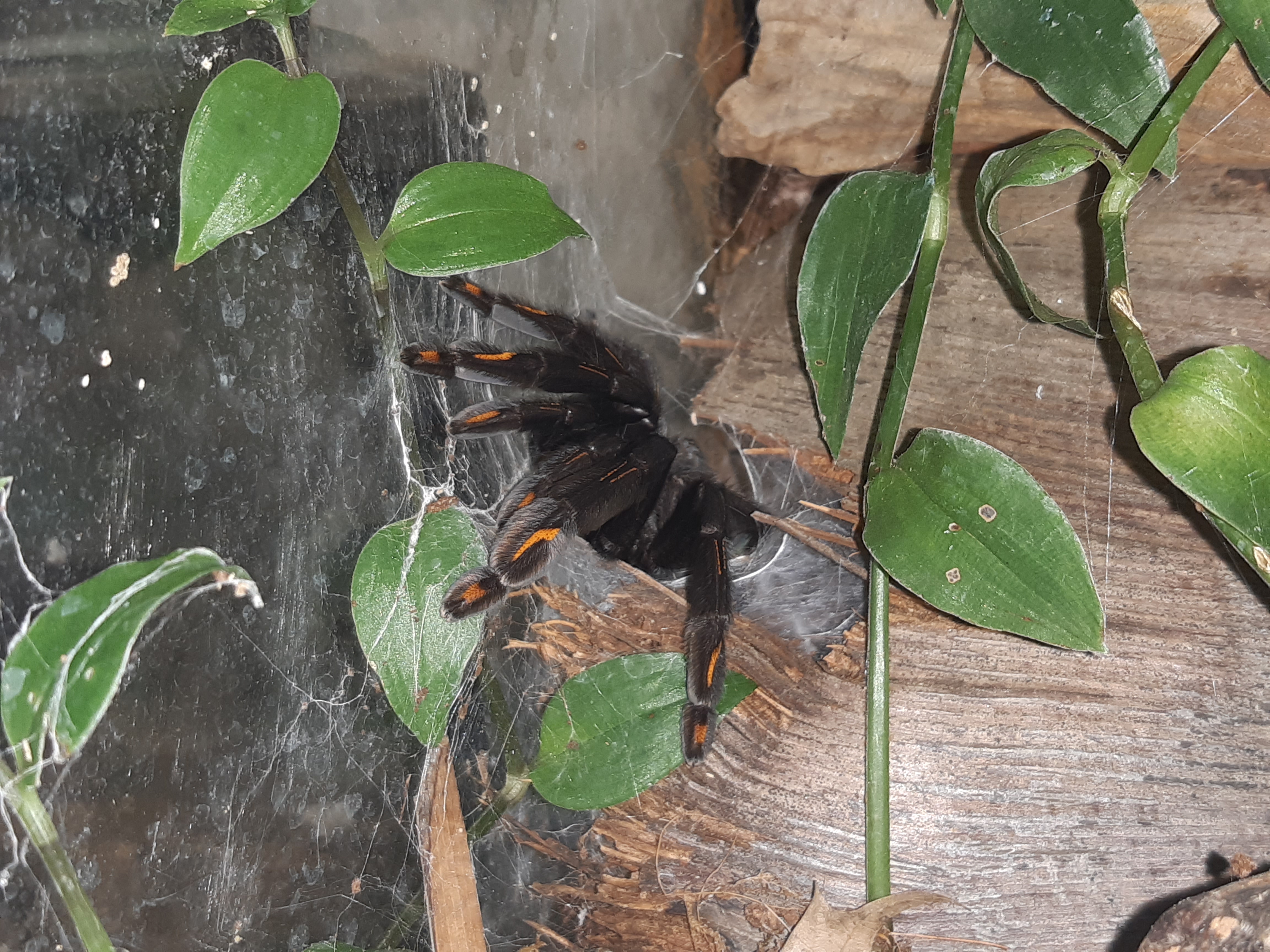 Psalmopoeus irminia female