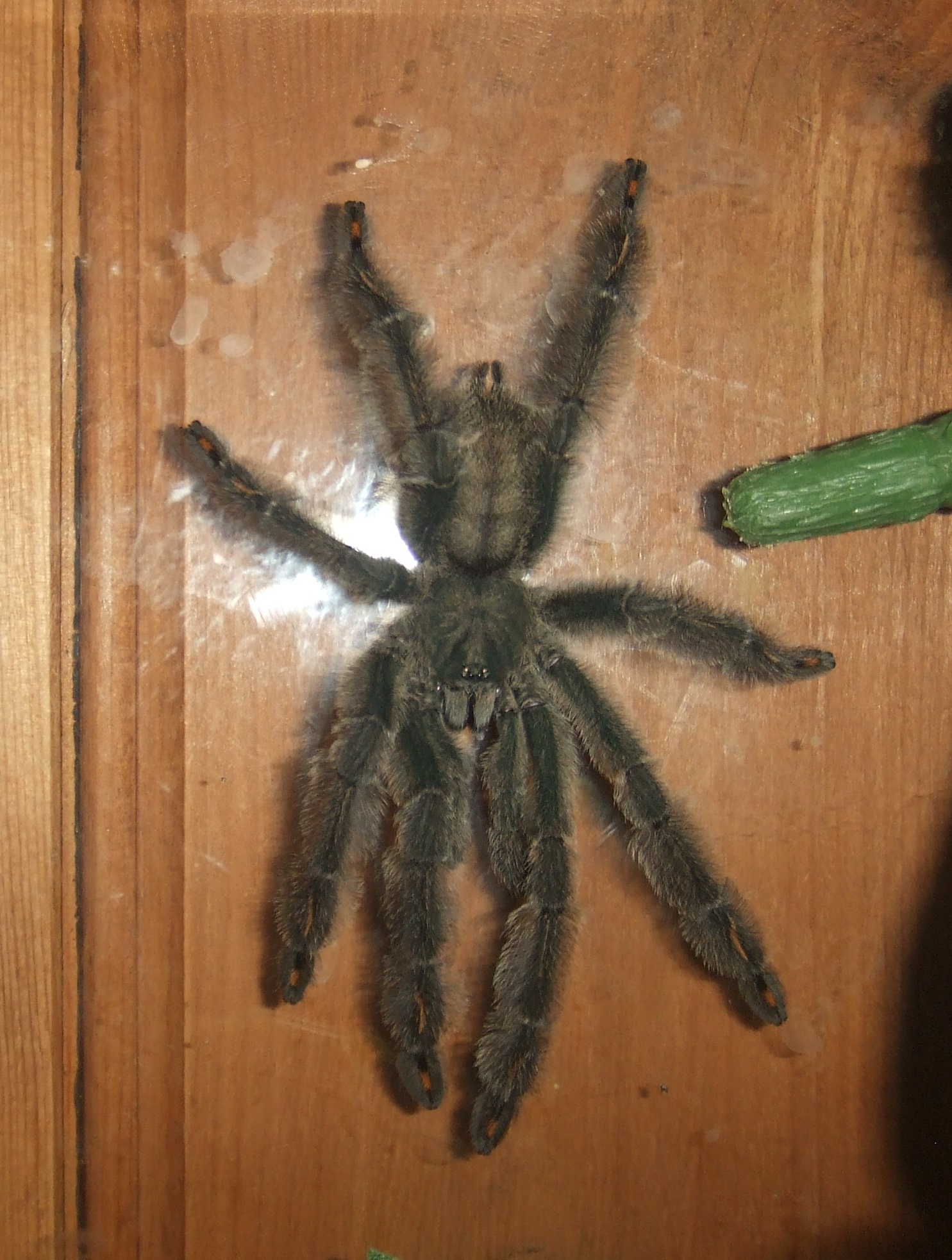 Psalmopoeus irminia MM - Falcon