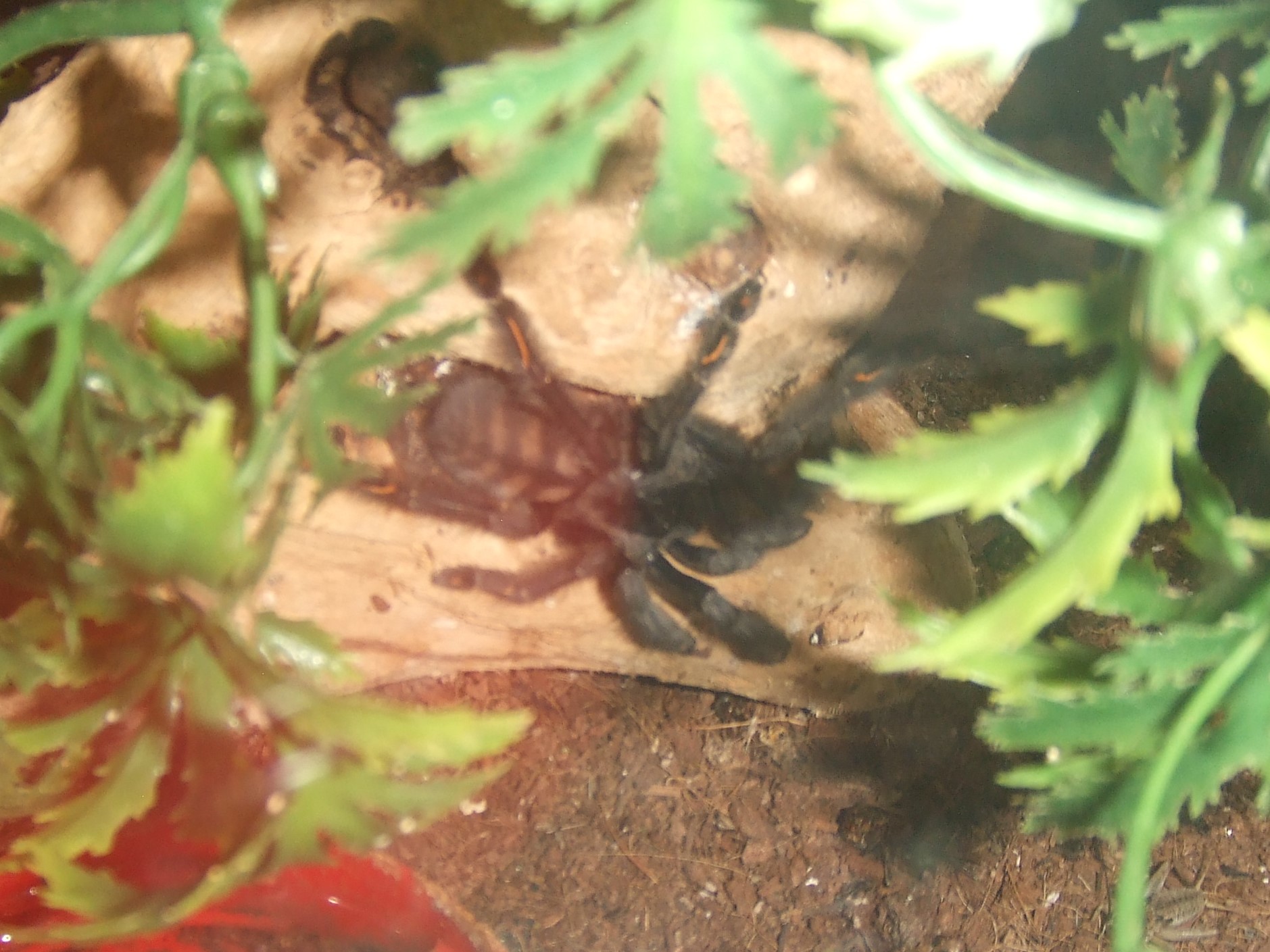 Psalmopoeus irminia - Sierra