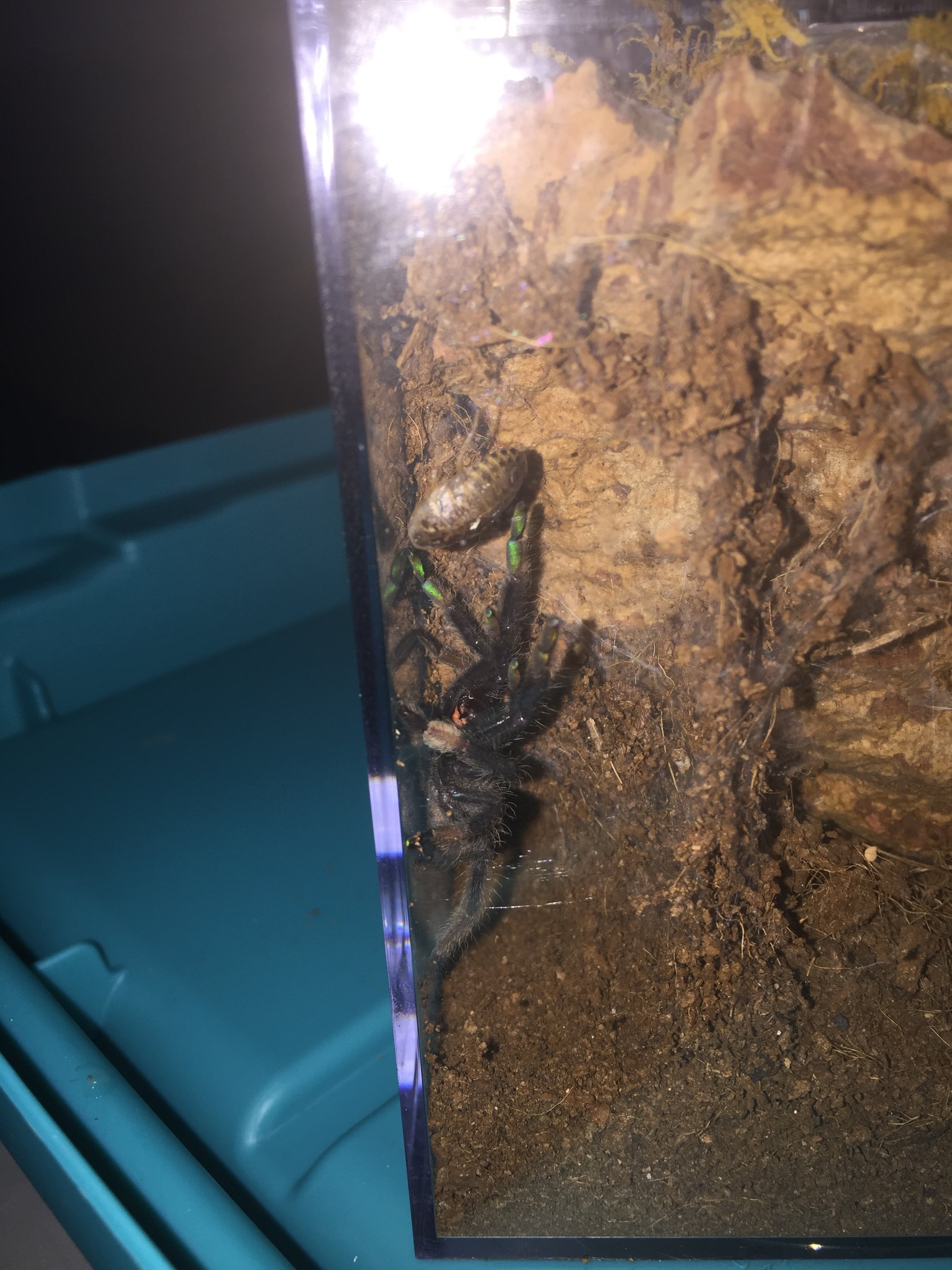 Psalmopoeus irminia "Venezuela suntiger"