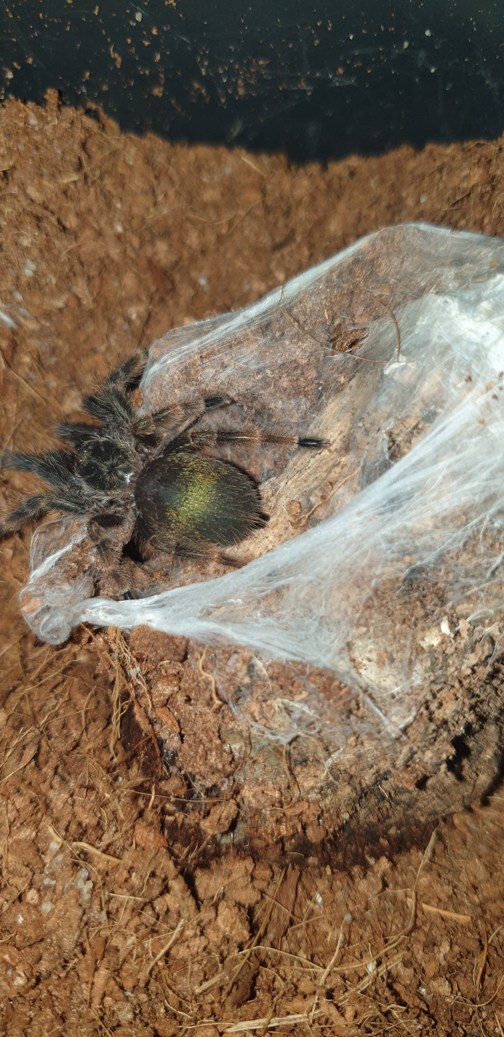 Psalmopoeus Pulcher 2.5cm (1inch)