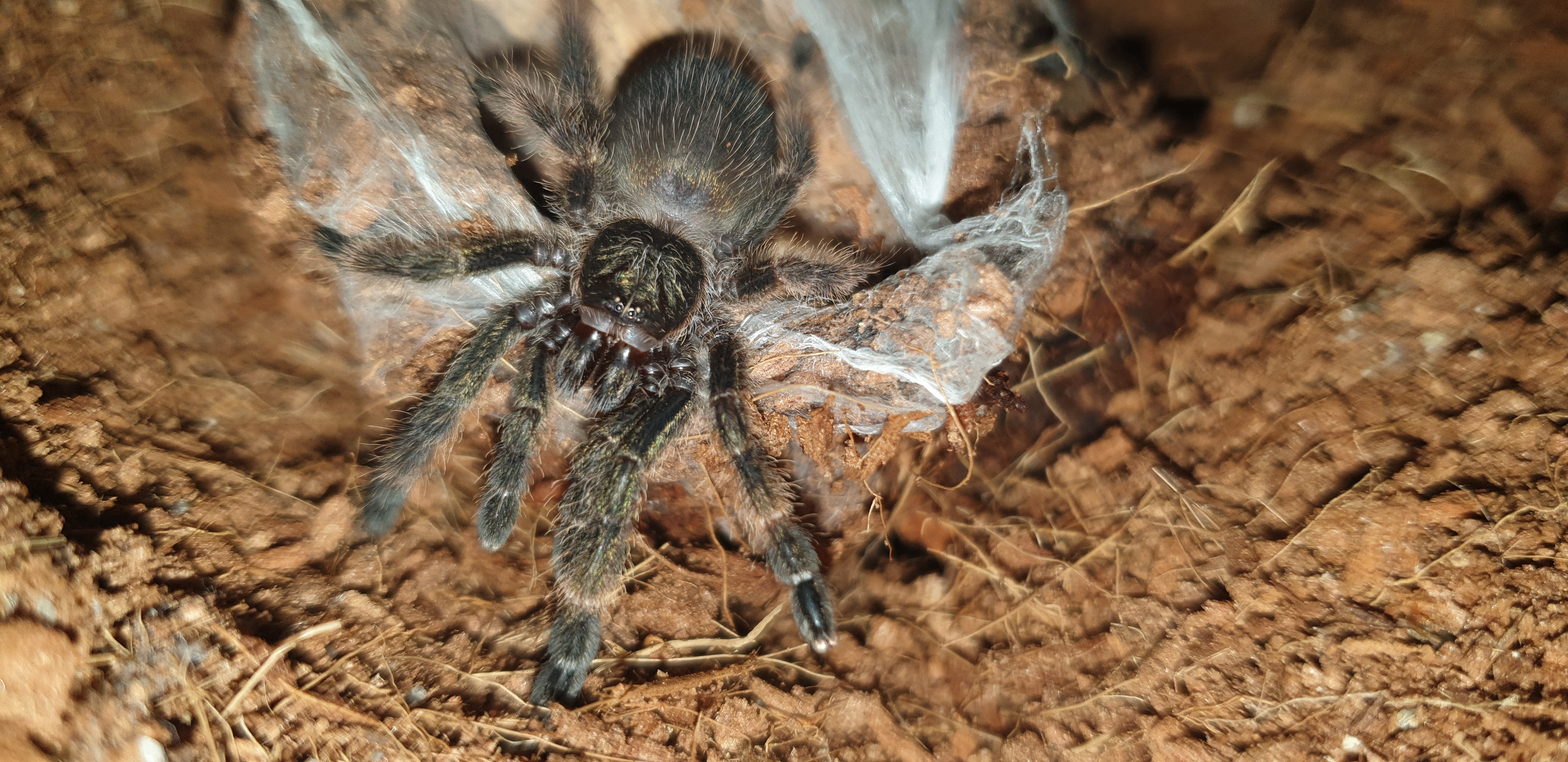 Psalmopoeus Pulcher 2.5cm (1inch)