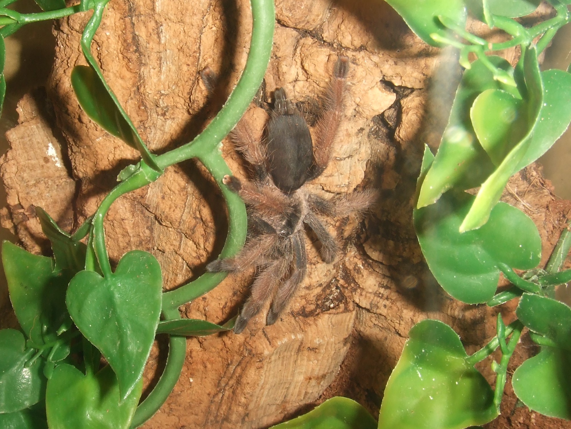 Psalmopoeus pulcher - Pacora