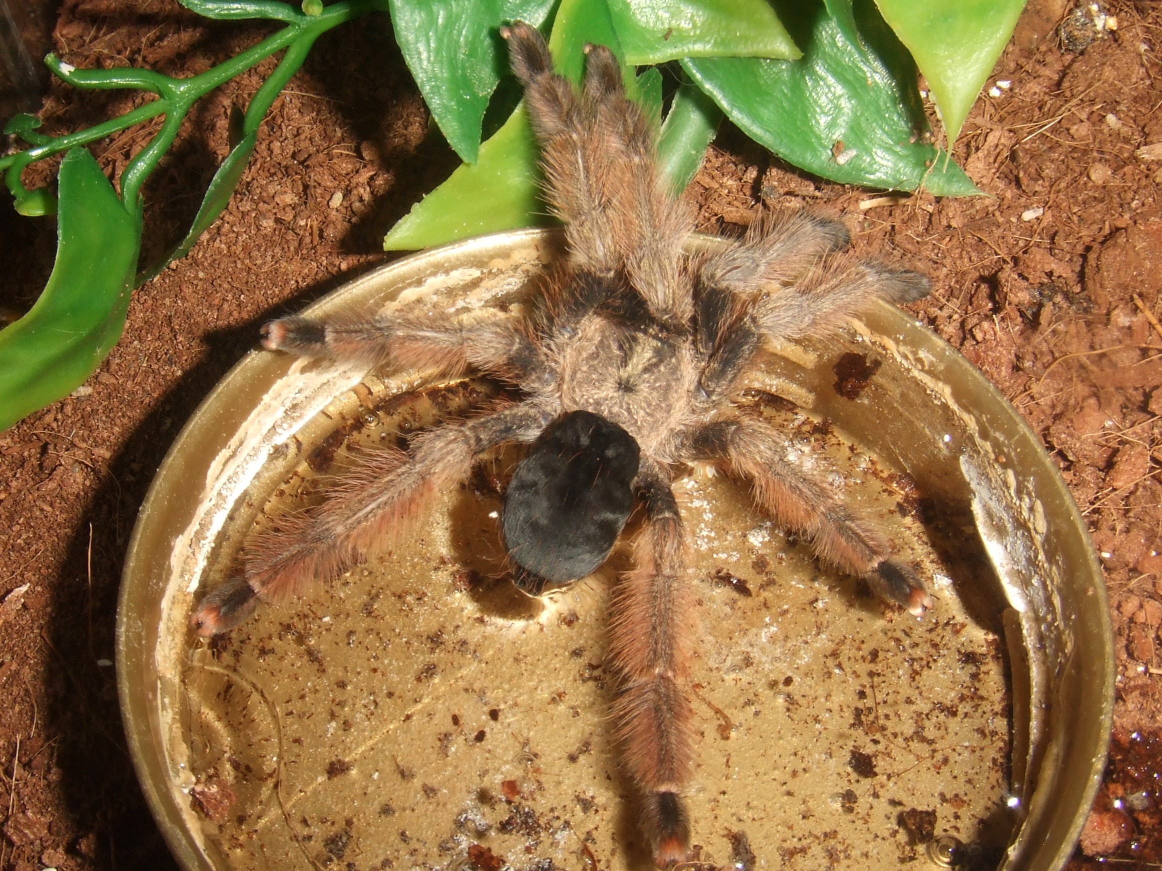 Psalmopoeus pulcher - Pacora