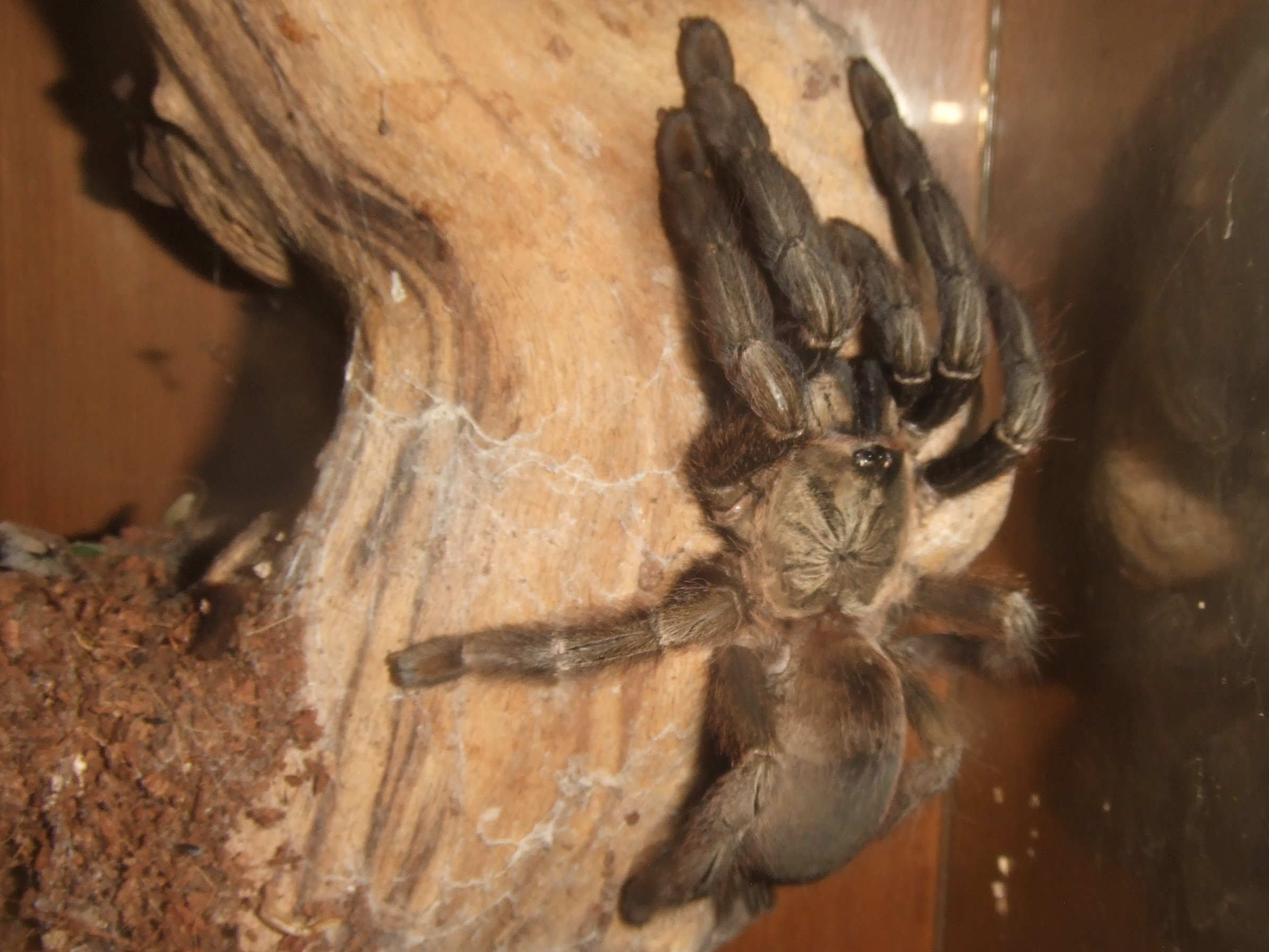 Psalmopoeus reduncus (AF) - Coffee