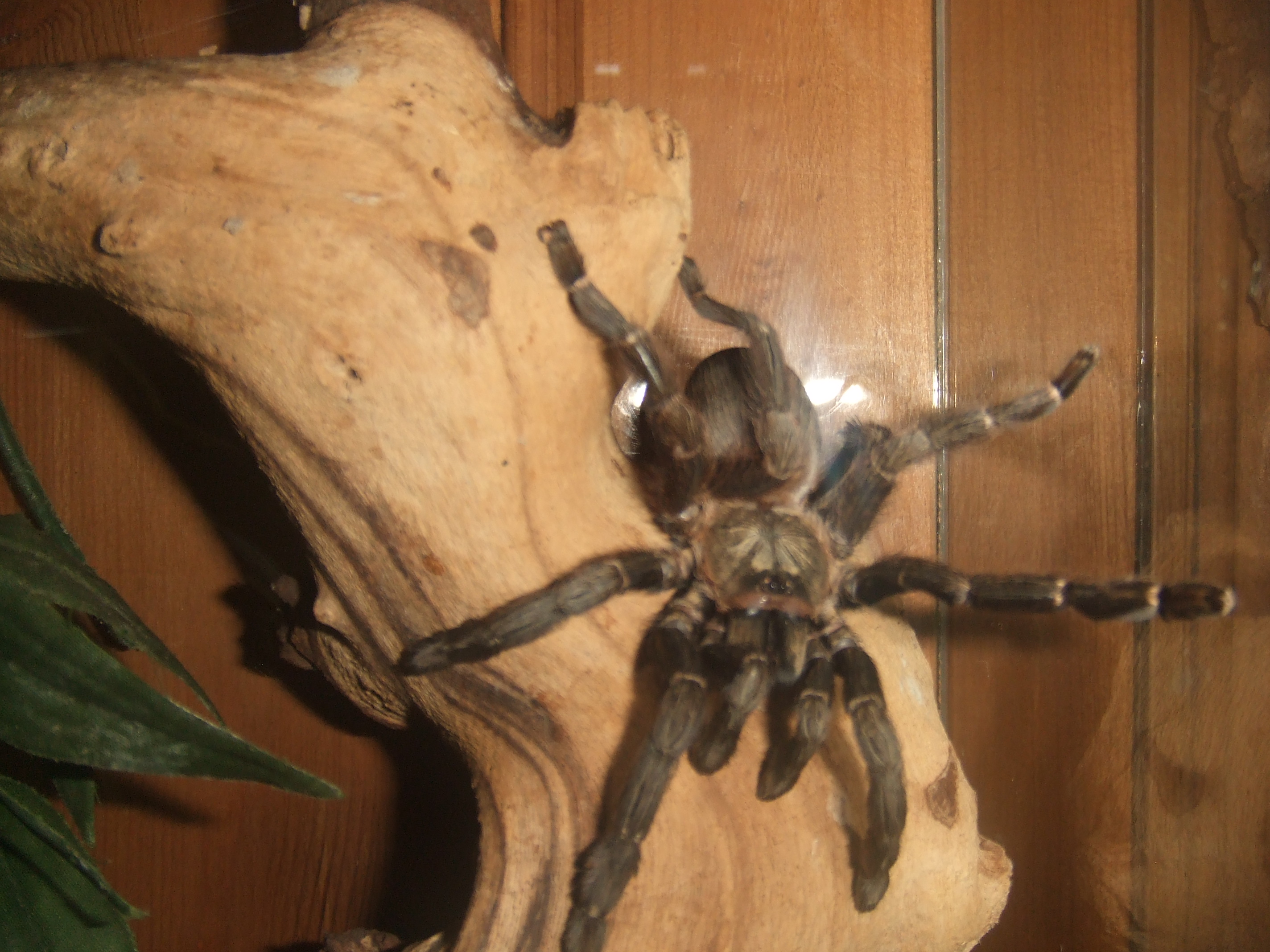 Psalmopoeus reduncus - Coffee