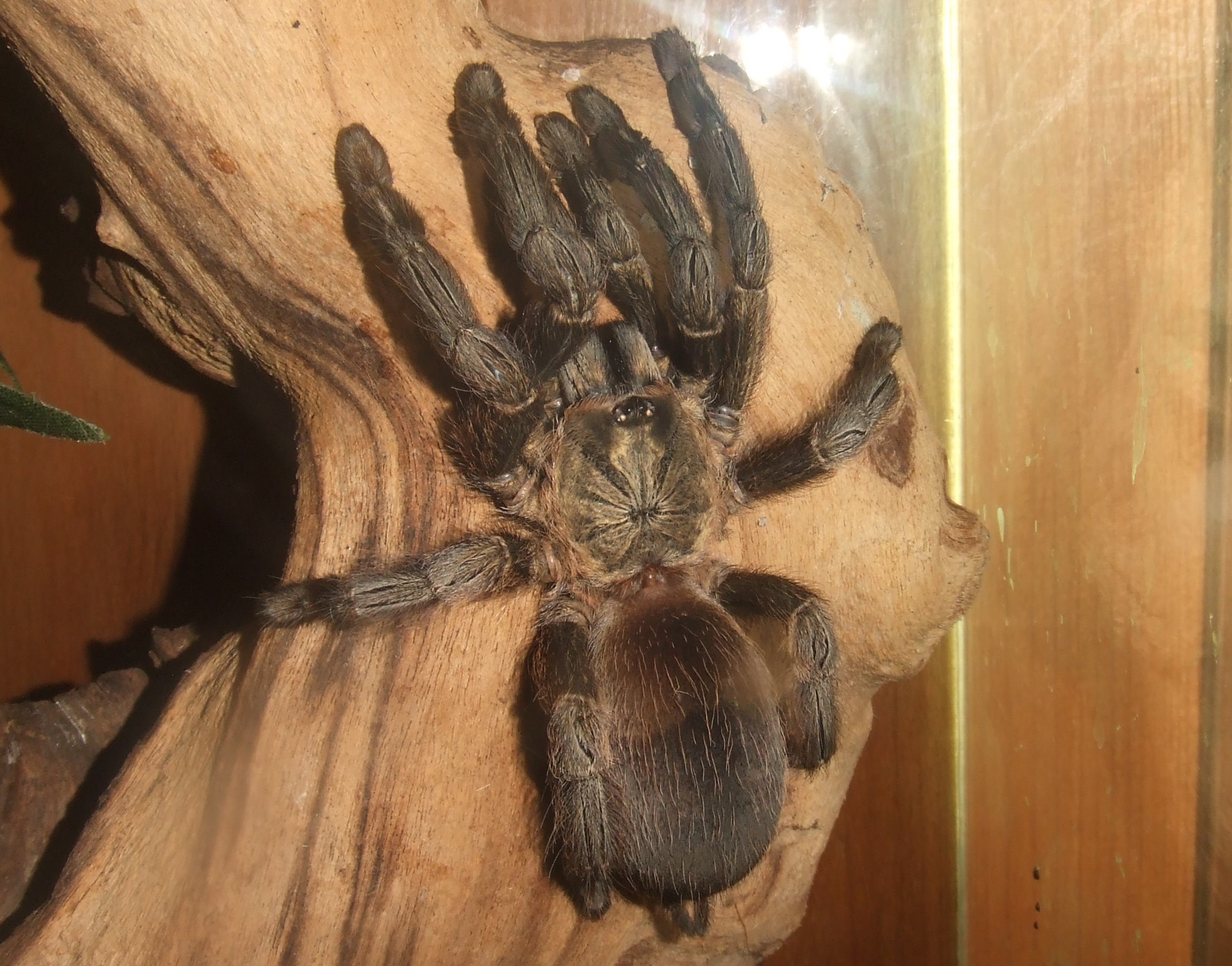 Psalmopoeus reduncus - Coffee