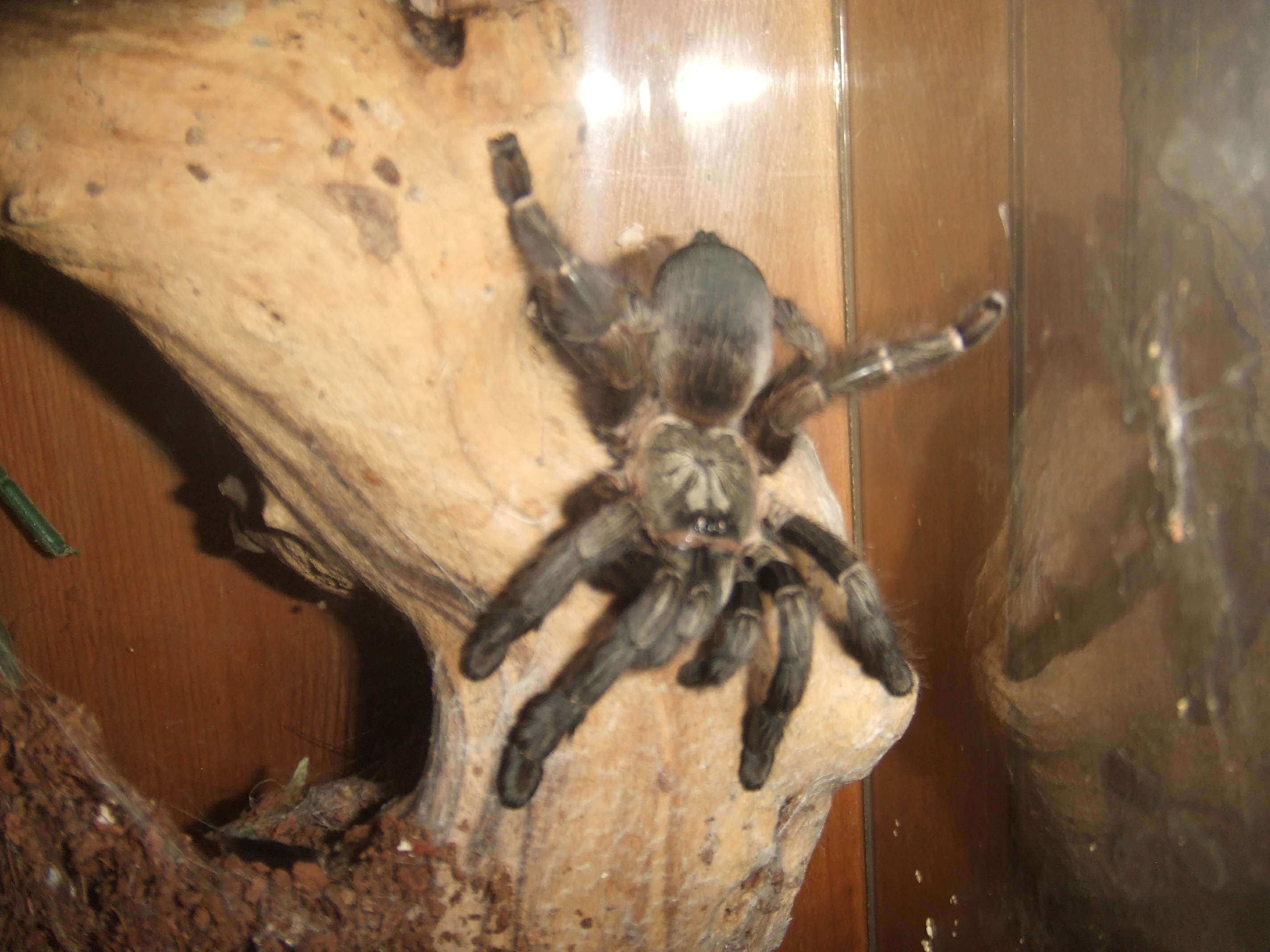 Psalmopoeus reduncus - Coffee